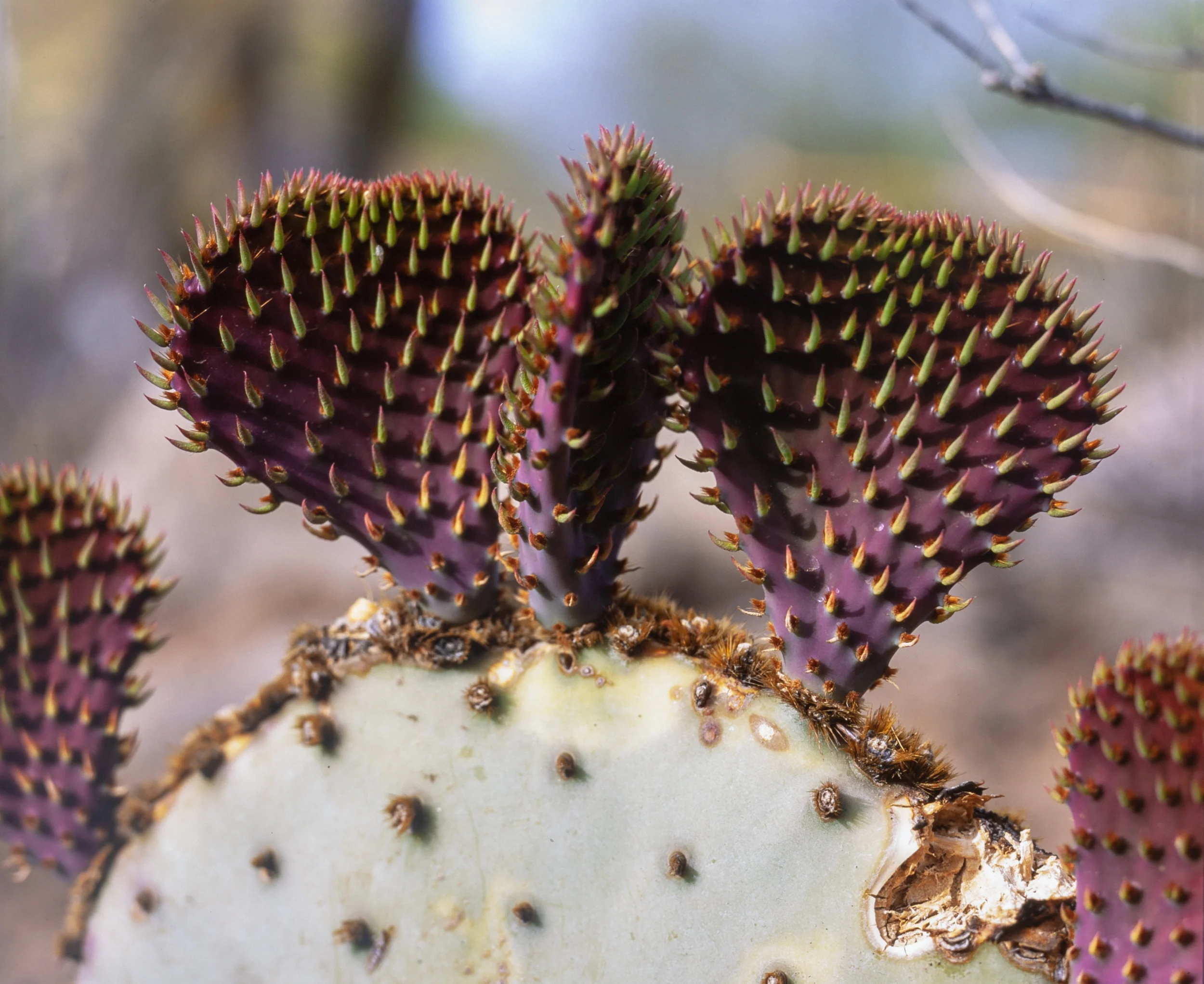 Purple Cactus Pads (Fuji Provia 100F)