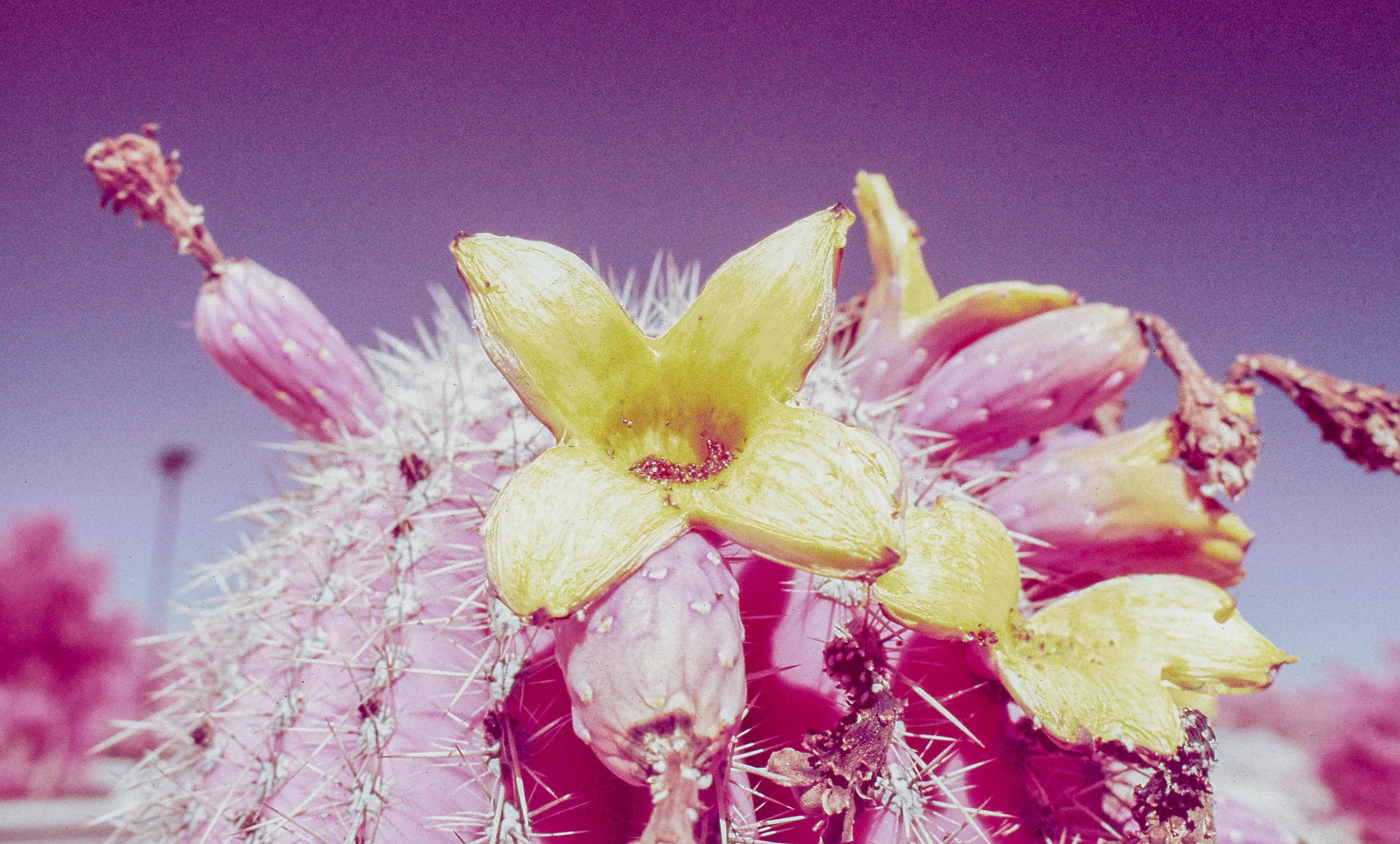Open Saguaro Fruit, in Color Infrared (Kodak Aerochrome III 1443)