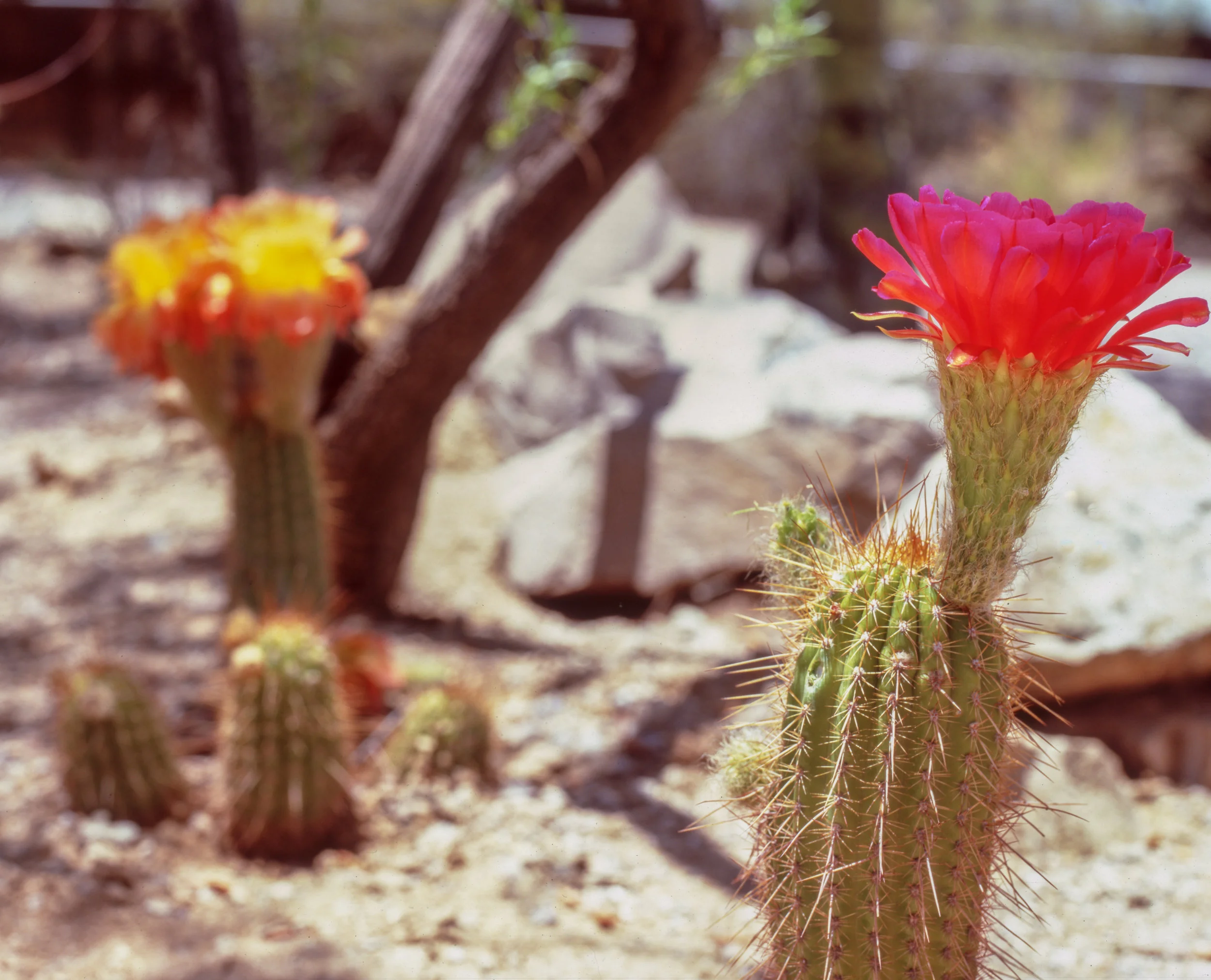 Two flowering cacti (Fuji Velvia 50)