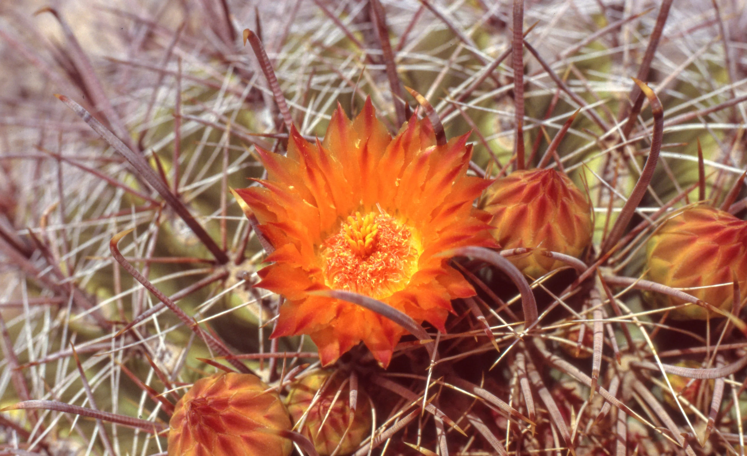 Closeup of flower on fishook barrel cactus (Fuji Provia 400X, expired)