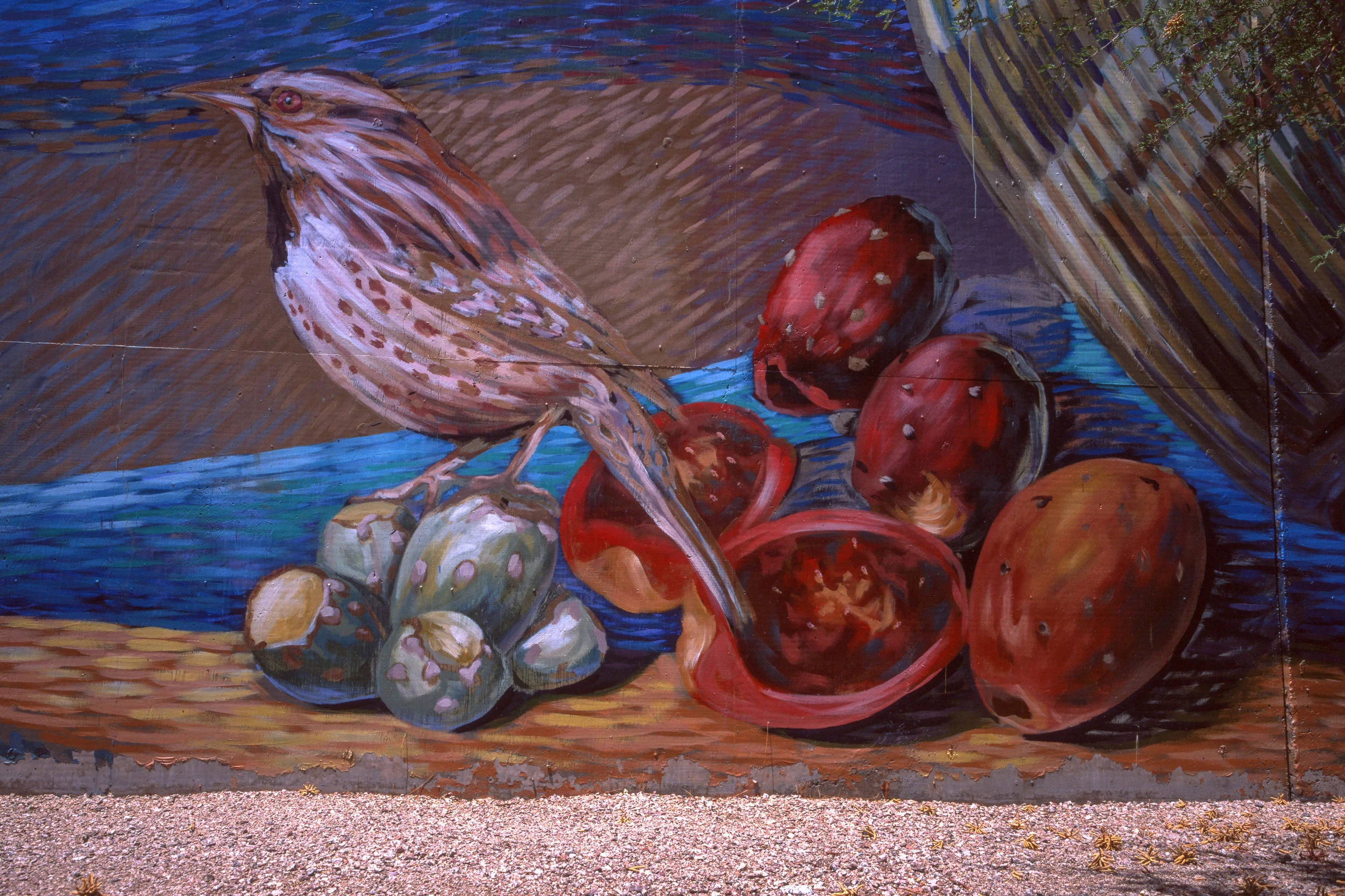 Detail of Cactus Wren at Barrio Anita Mural Project: Barrio Anita, Tucson, AZ. Mural by Josh Sarantitus & William Wilson (Fuji Velvia 50, expired)
