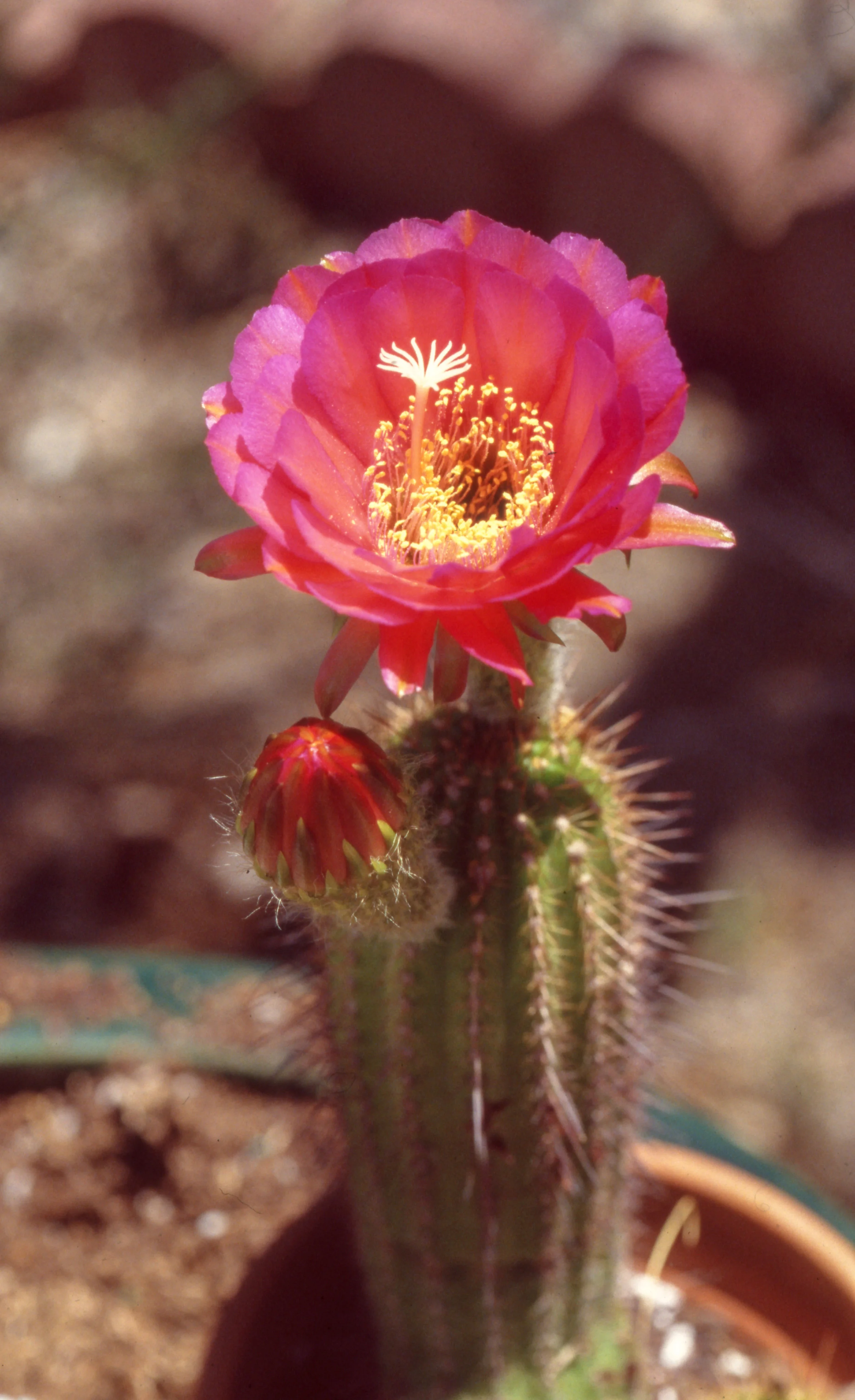 Another potted cactus flower (Fuji Provia 400X)