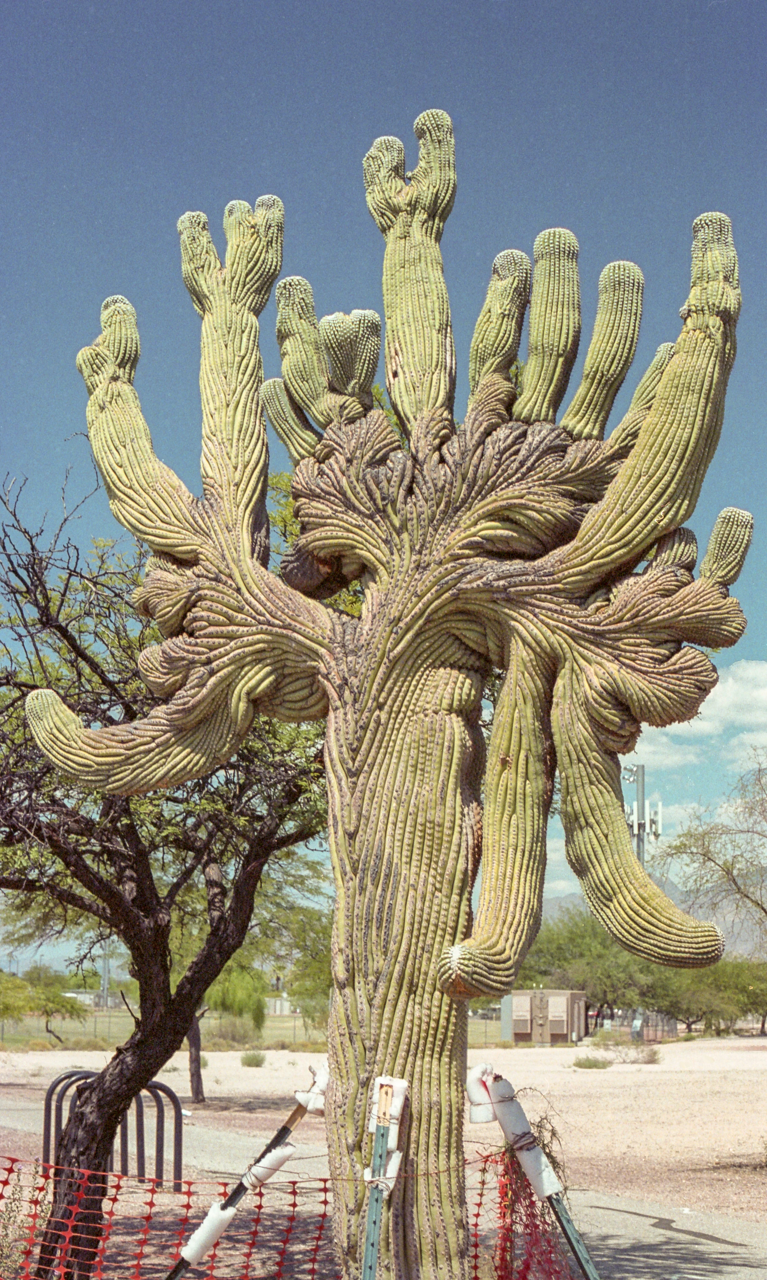 Giant Crested Saguaro (Kodak Hawkeye Traffic Surveilance Film 2486)