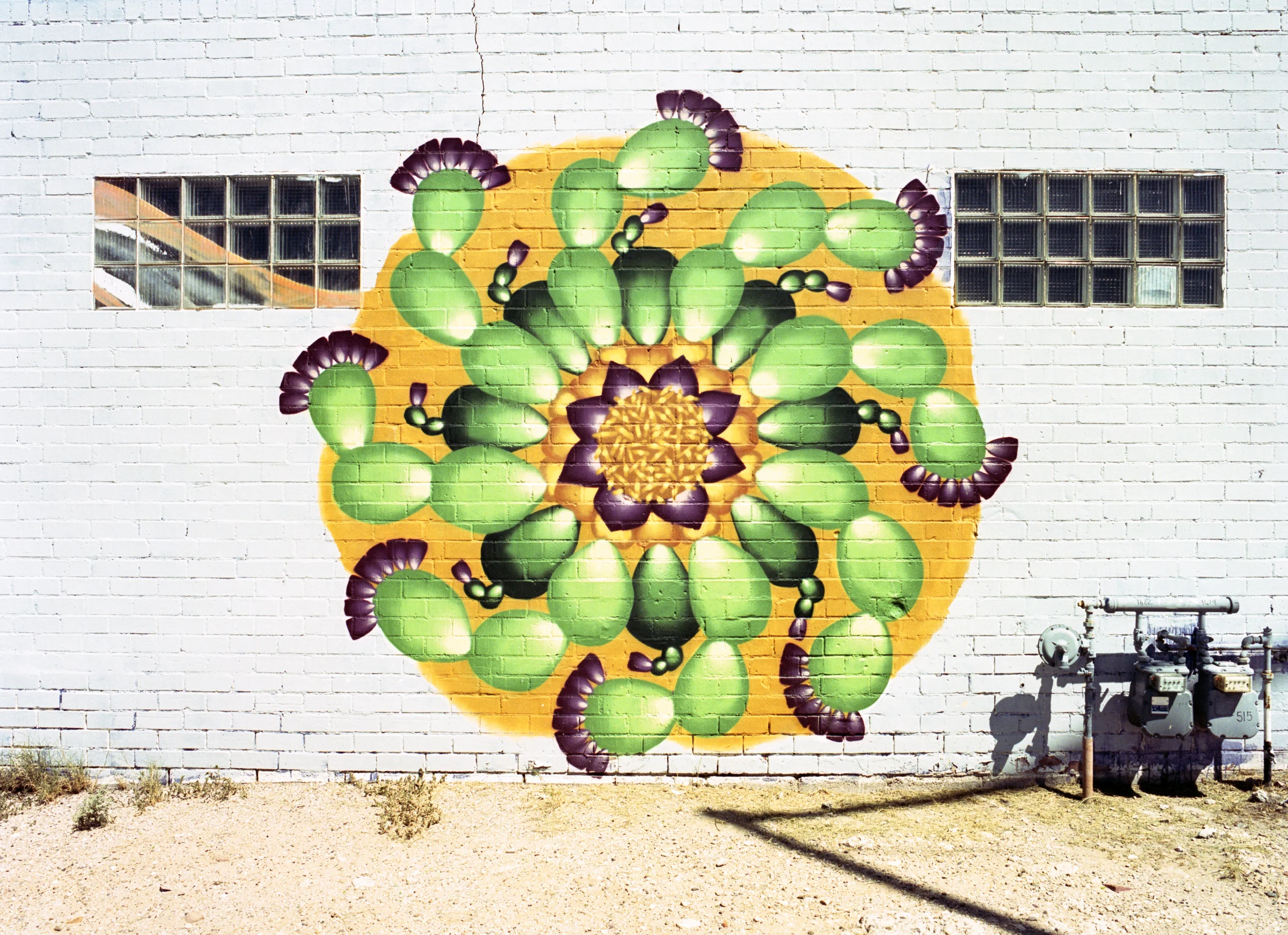 Cactus Mandala by Zina Rubiner, South Tucson, AZ (Kodak Portra 400, EI 200)