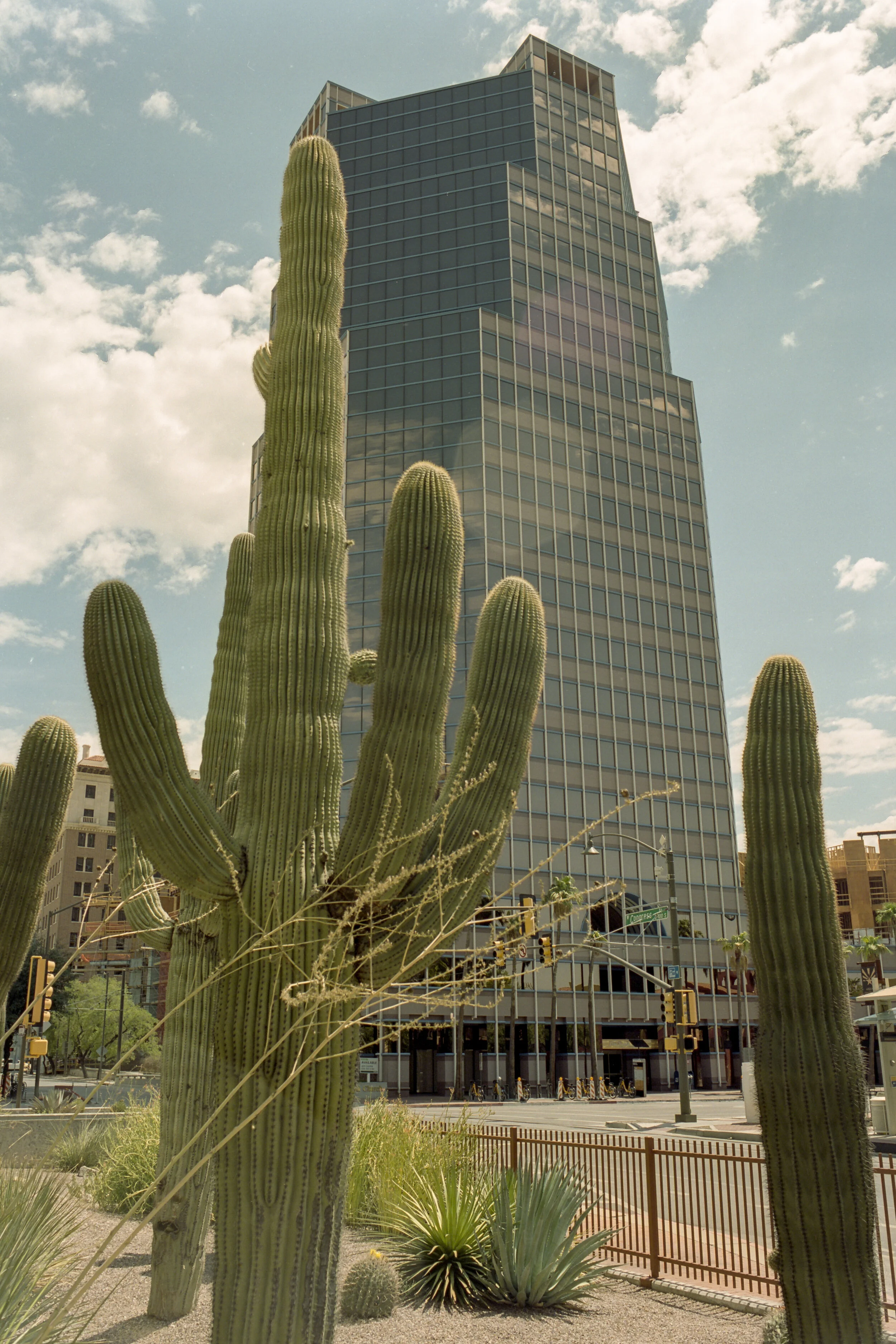Saguaros and the tallest building in Tucson, AZ (Kodak Portra 400, EI 200)