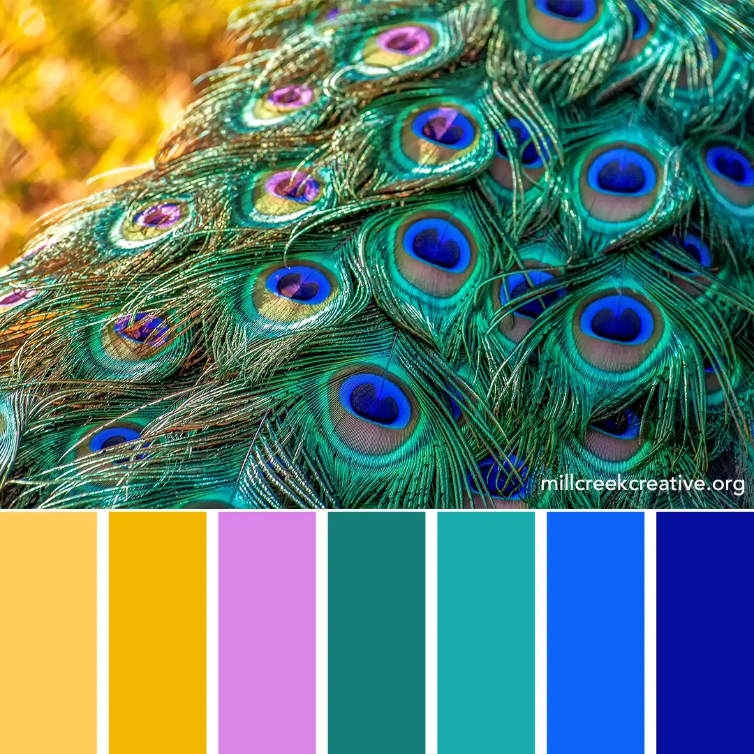 Peacock.jpg