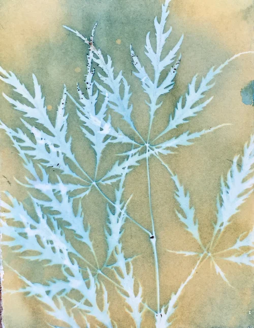 Cyanotype Leaves  Krista McCurdy