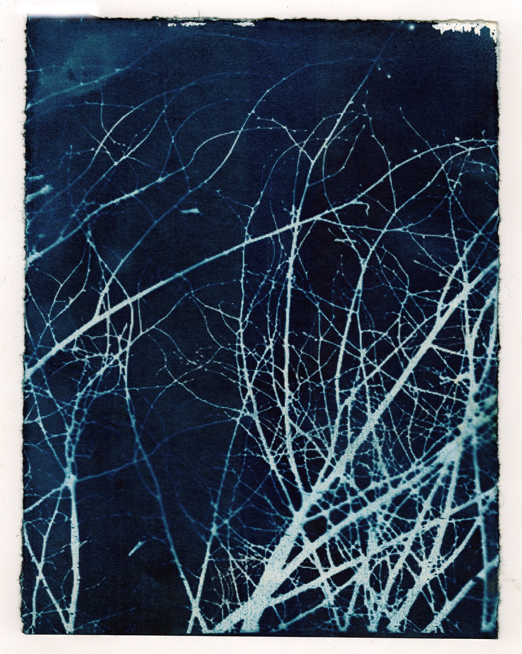 Twigs In Winter