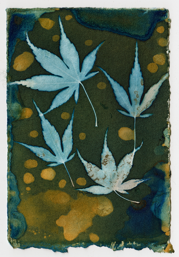 Maple Leaves – Cyanotype printed cotton fabric squares – Shop Iowa