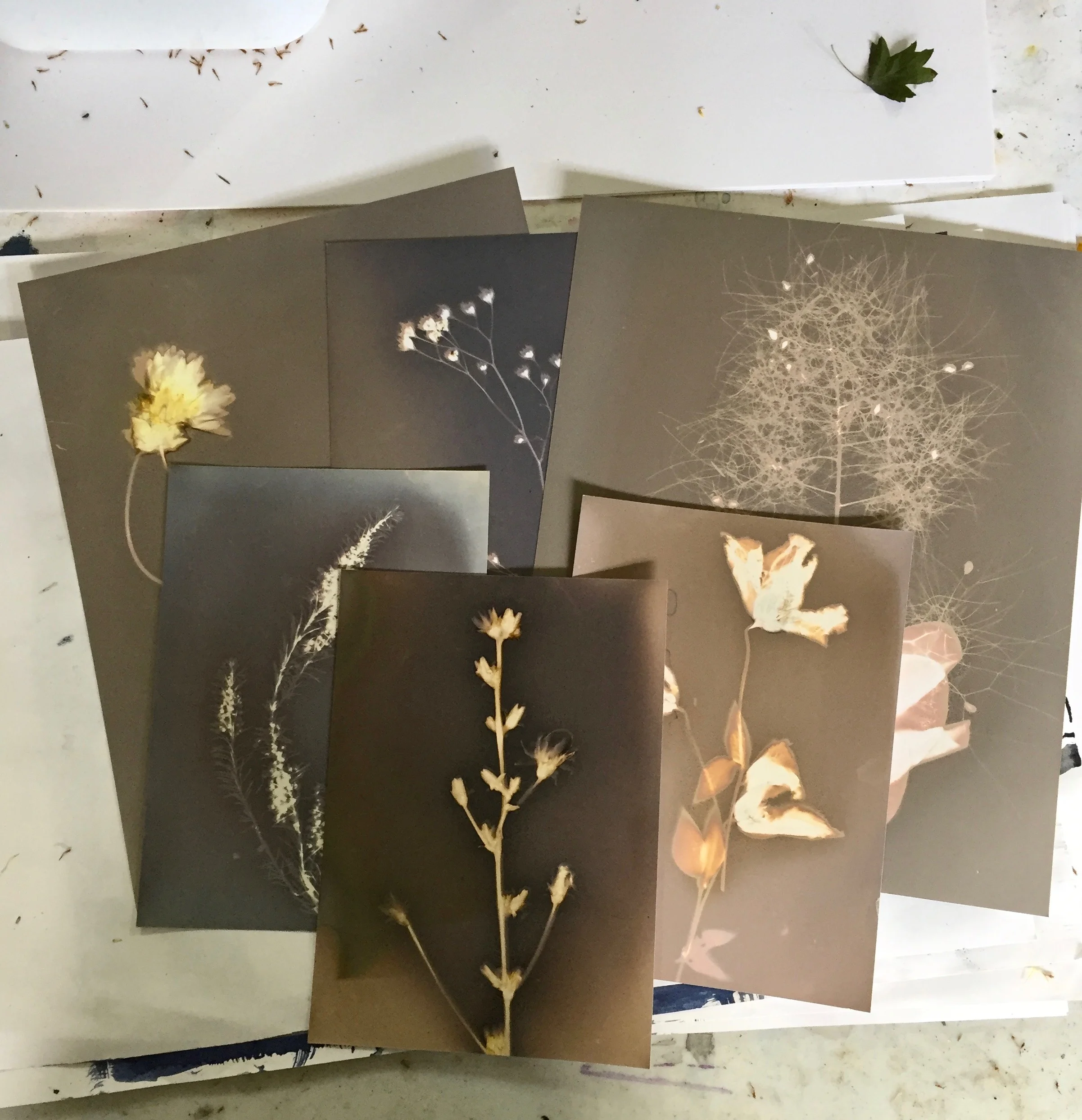 Collection of finished lumen prints from the weekend