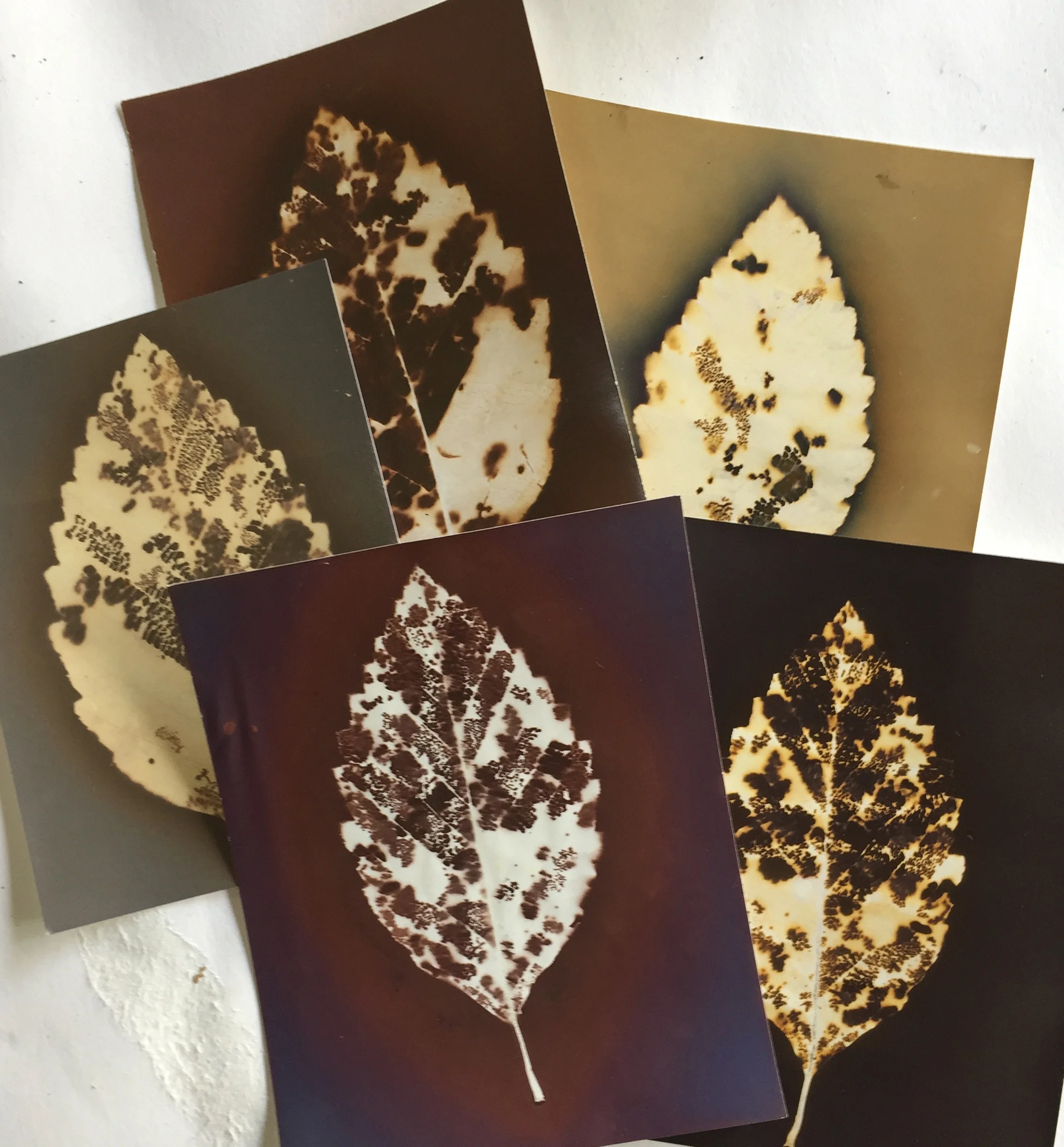 more lovely leaf lumens….
