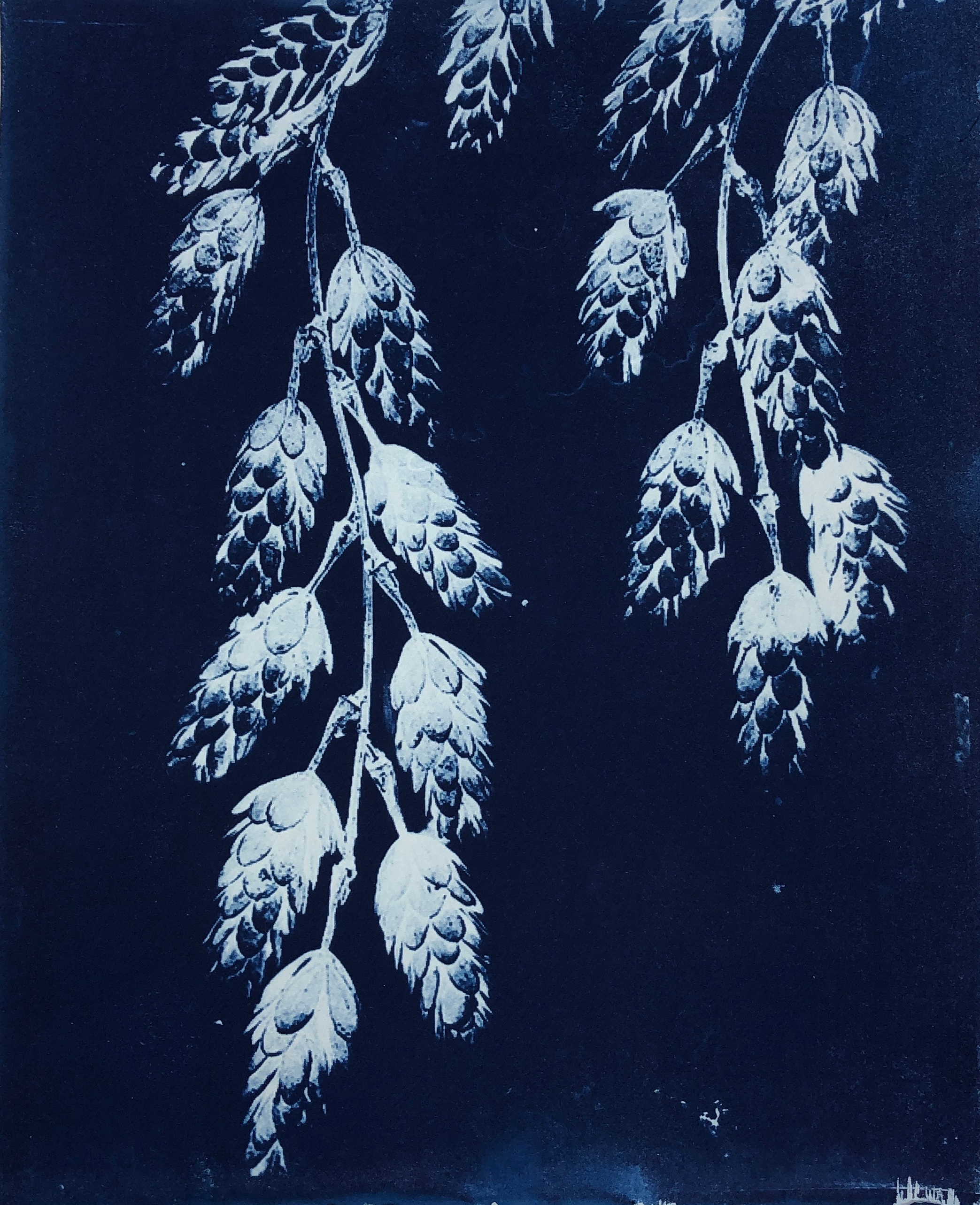 Hops 10