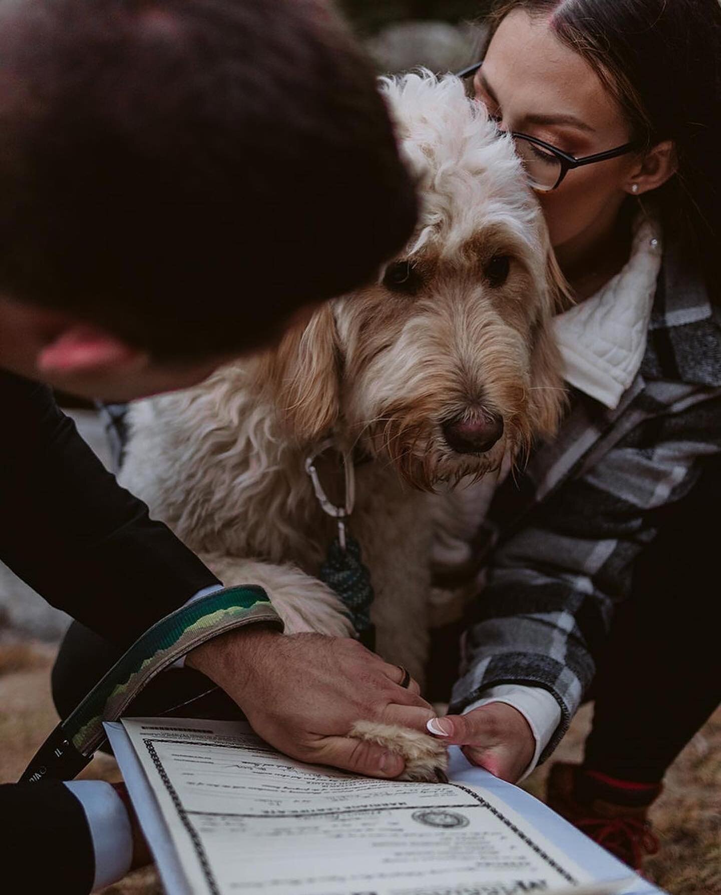 Best boy can also be best man - congrats to our #bridalparlourbride Danielle on her big, incredible day!
.
.
.
@madewithlovebridal #mwlelsie
@brittanyreedphotography @sonsanddaughtersvenue @danielle.yettaw.fit 
-
 #furbaby  #friday  #friyay  #furbaby