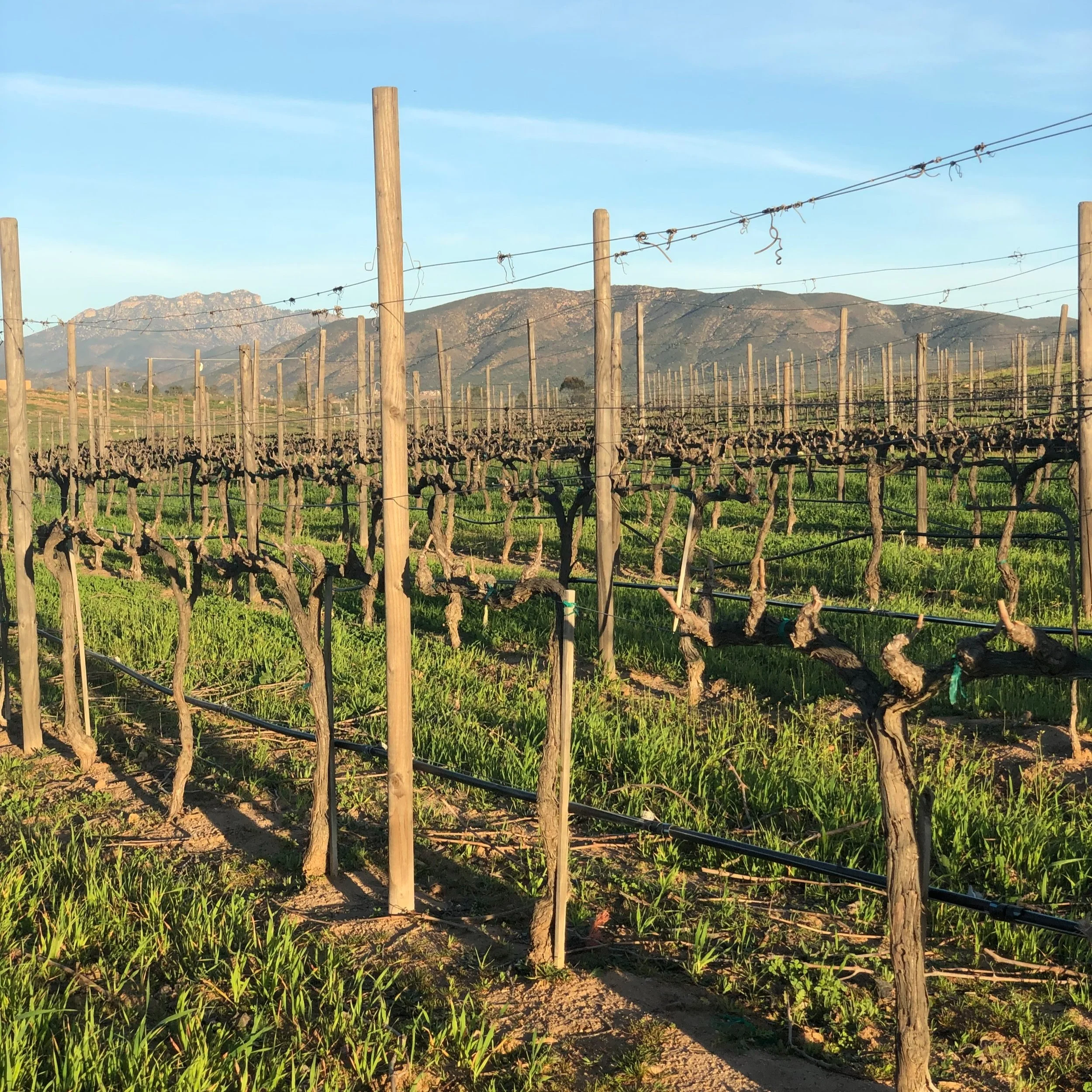 Valle de Guadalupe Winter Tips