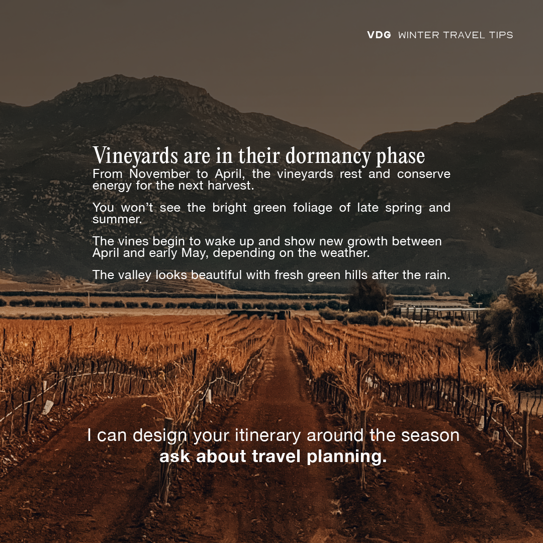 Valle de Guadalupe vineyards during winter