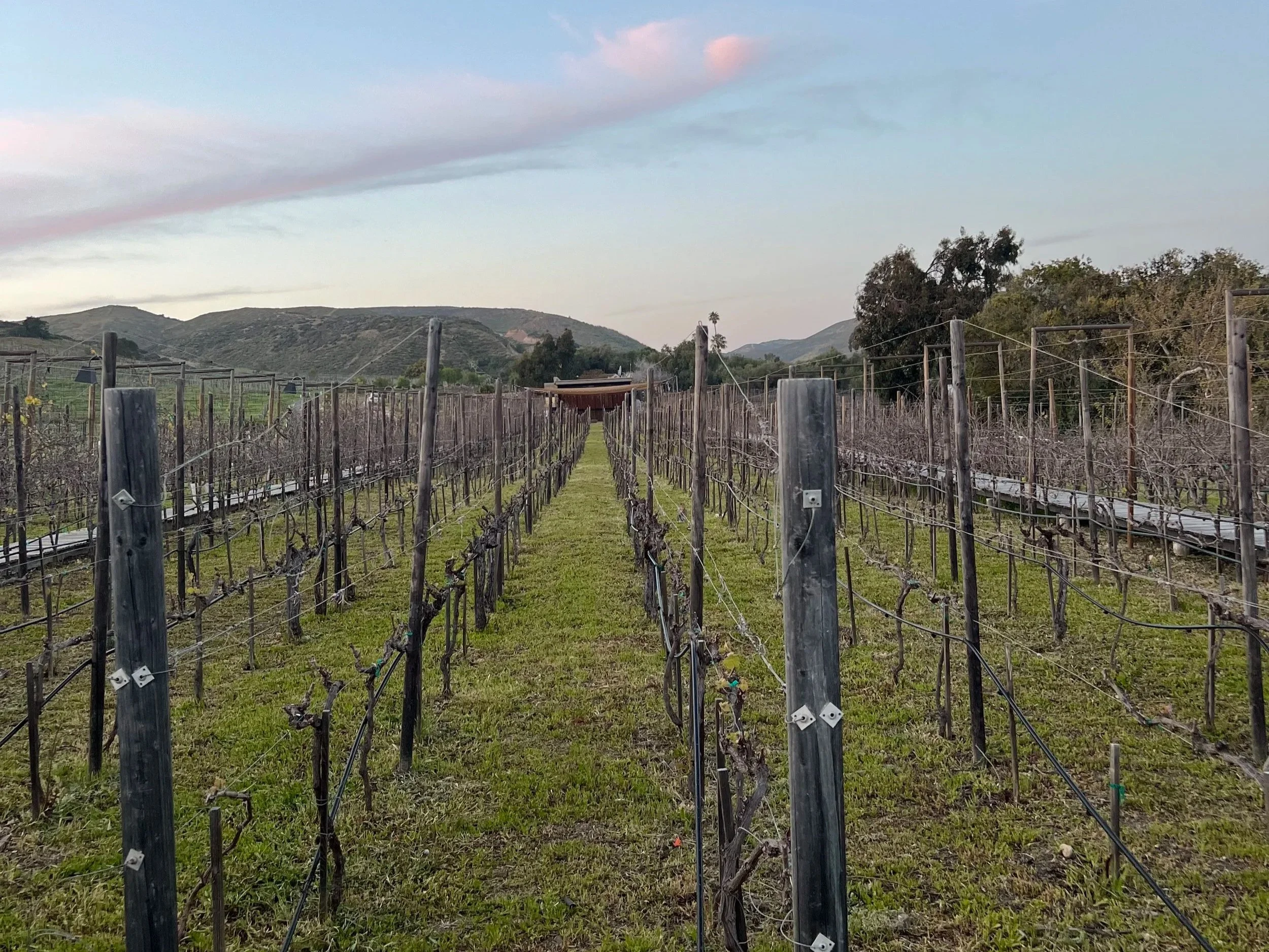 Valle de Guadalupe vineyards during winter