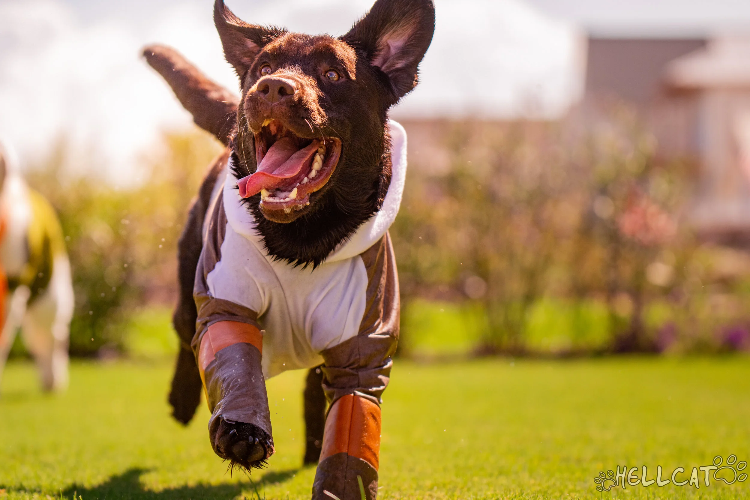 Lance the Cosplaying Service Dog