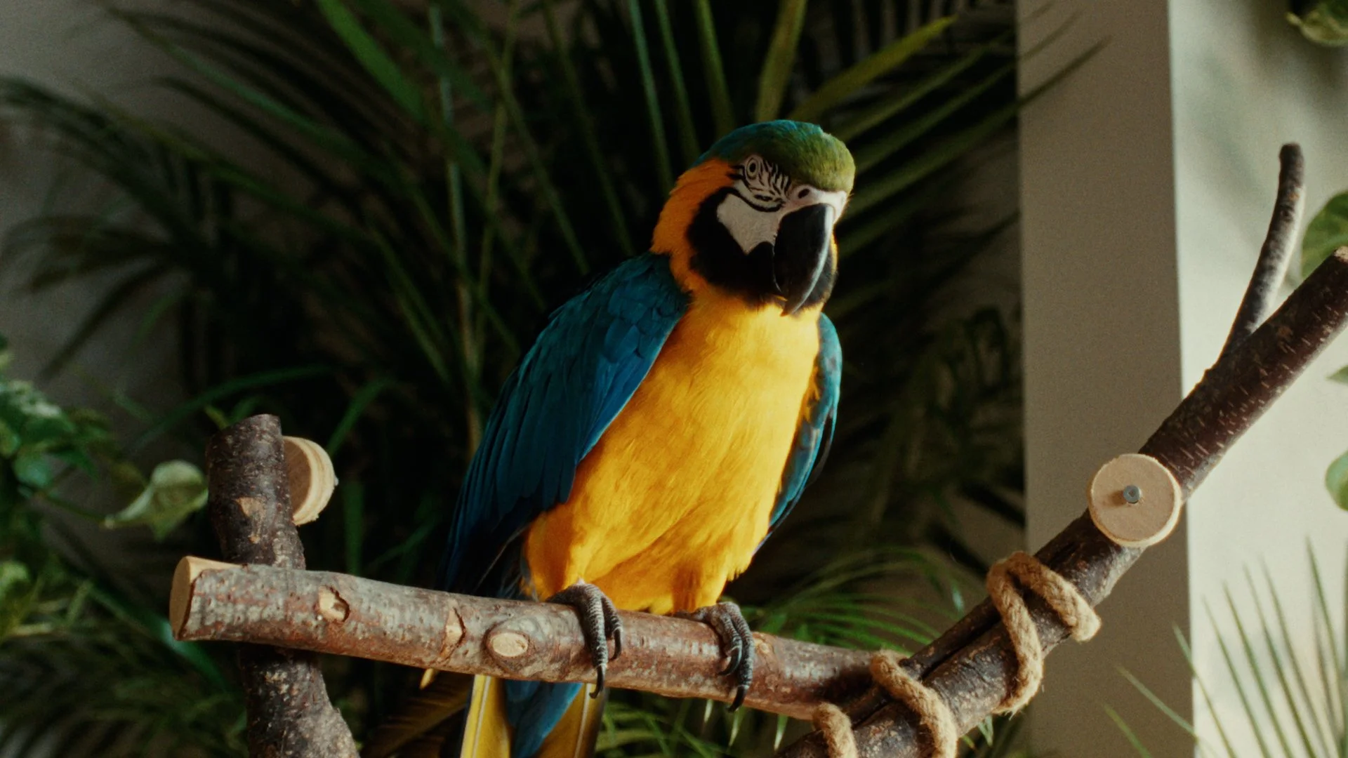 Creature of Habit (TV)