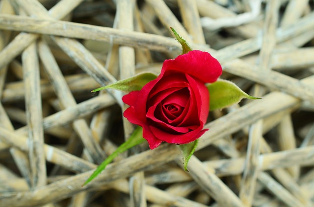 rose-829176_640.jpg