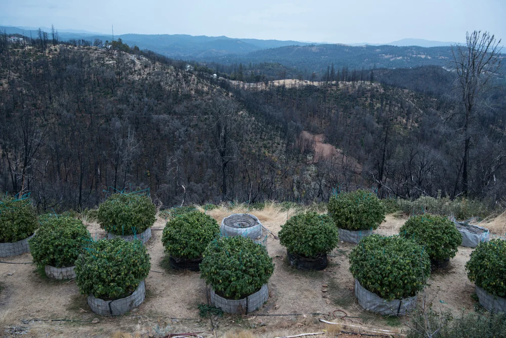 A cannabis crop ready for harvest overlooks devastation from wildfires in Calaveras County