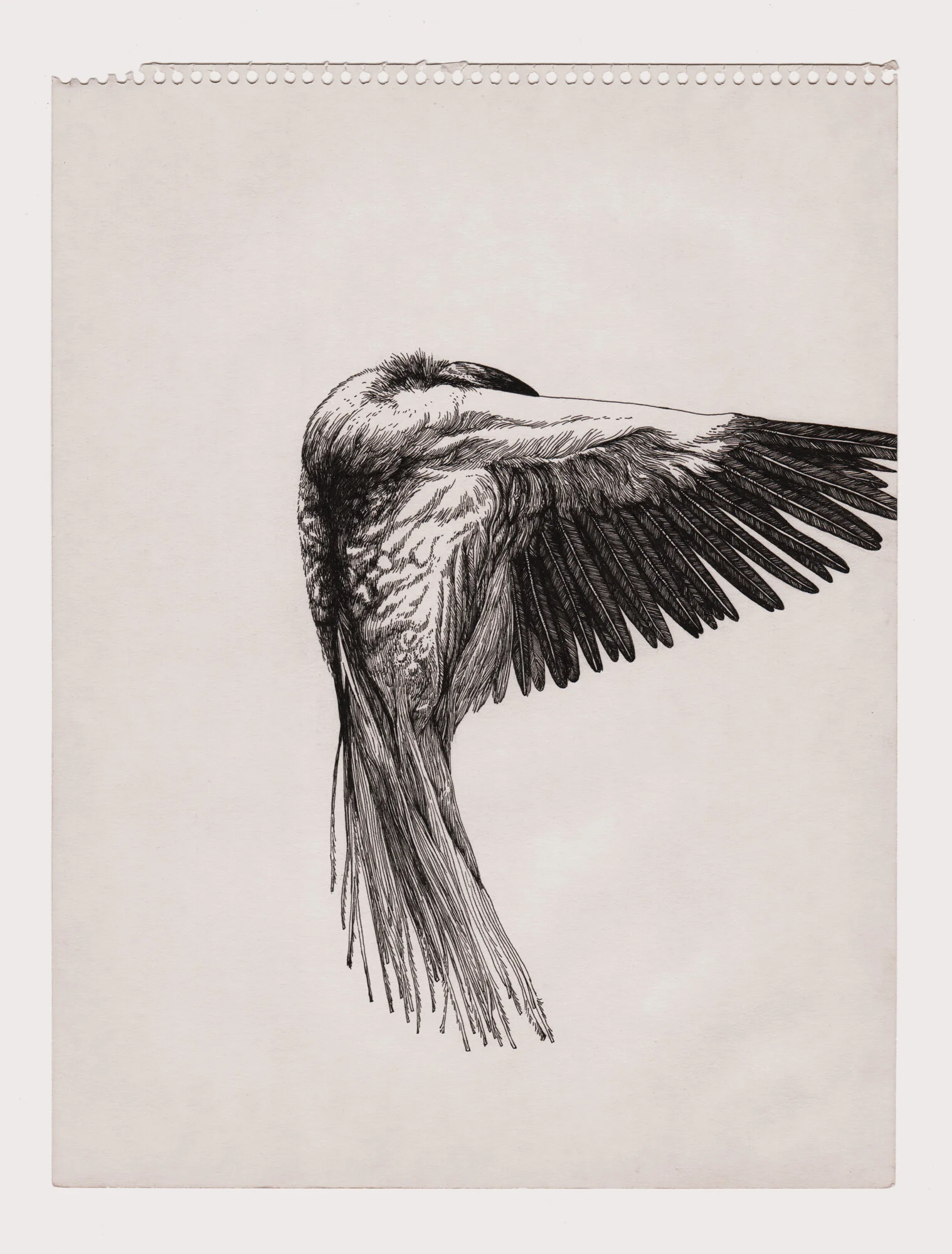 birds-2-web.jpg