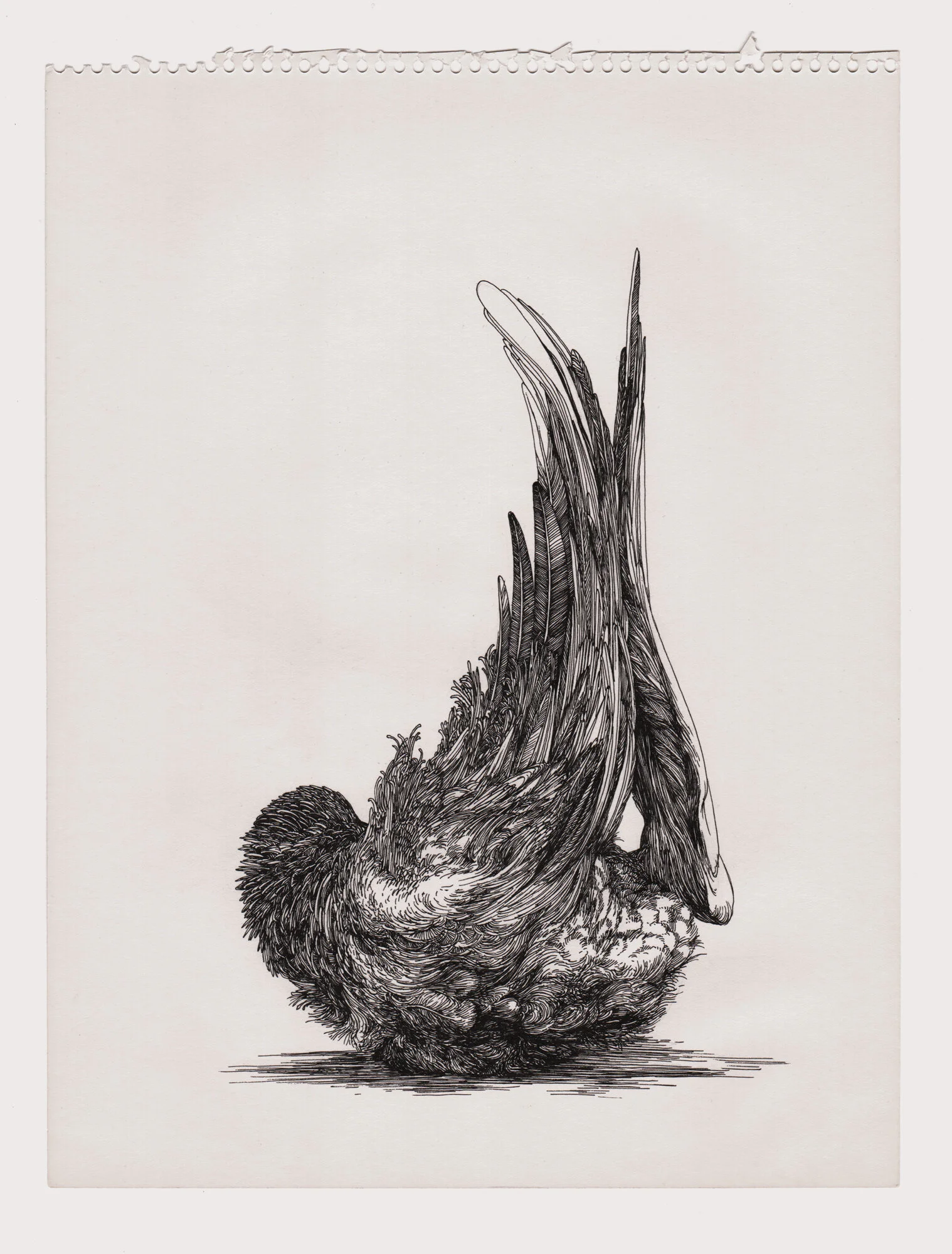 birds-3-web.jpg