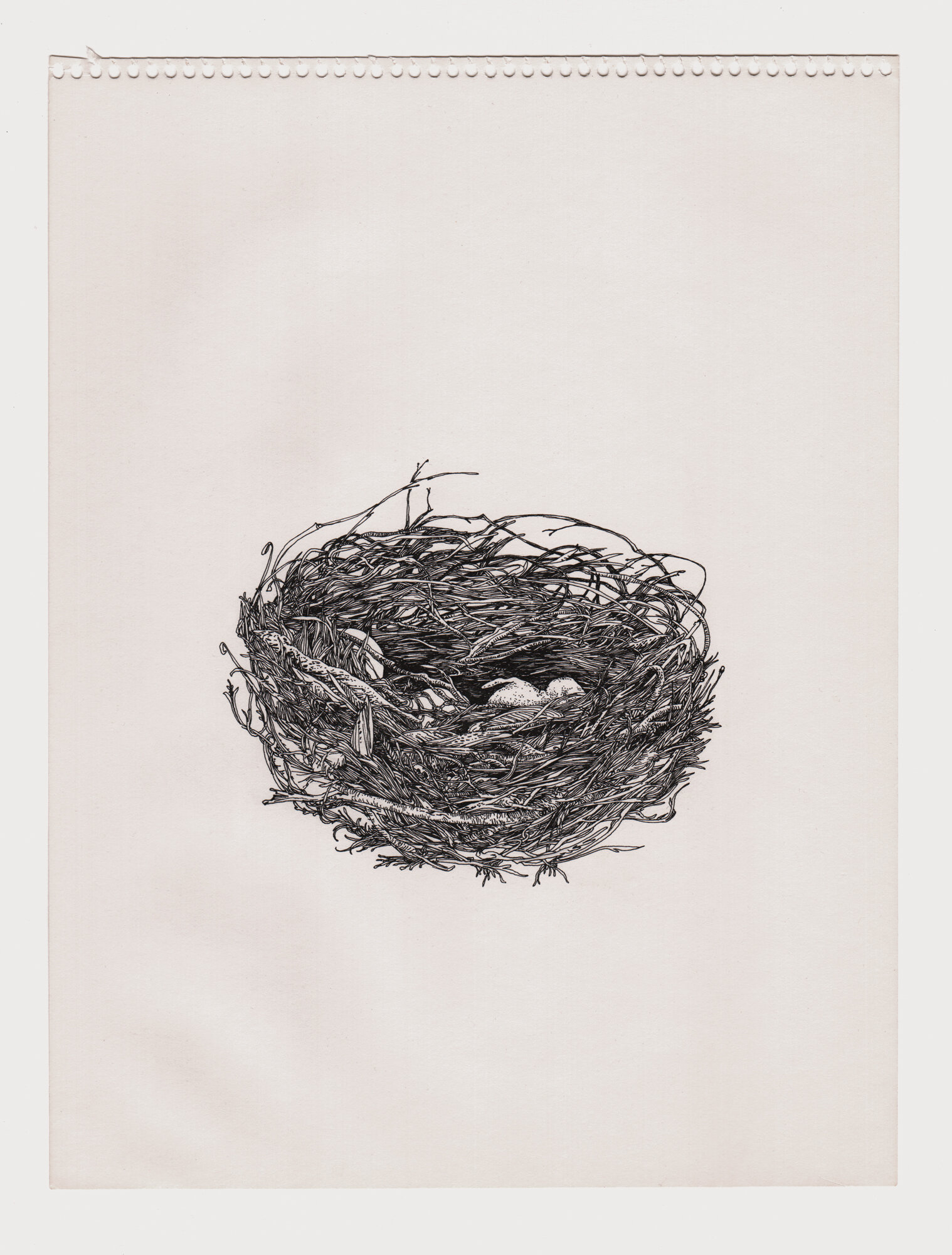 birds-4-web.jpg