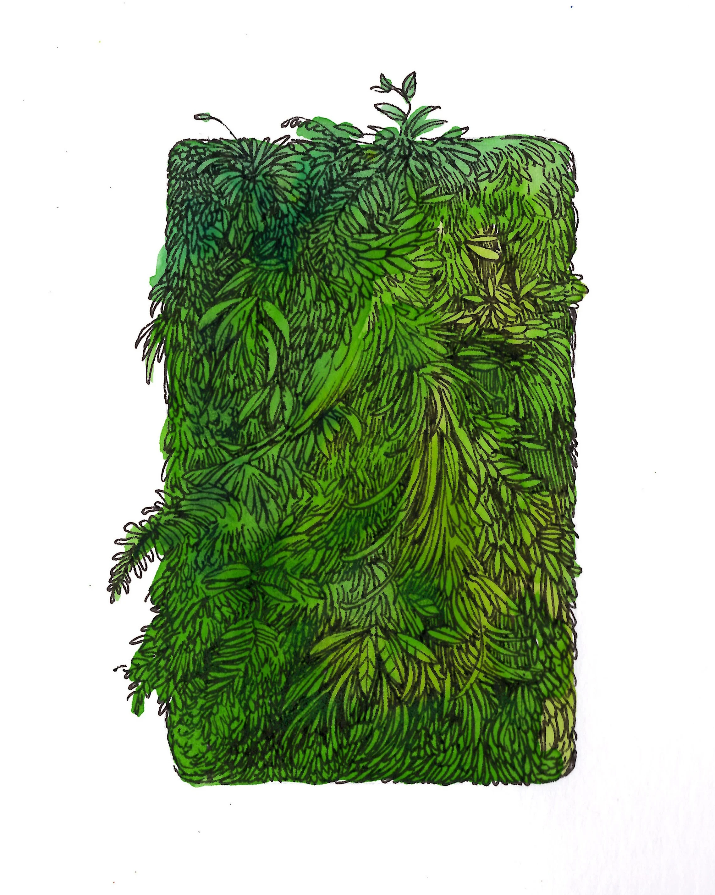 4x5-+green+card.png