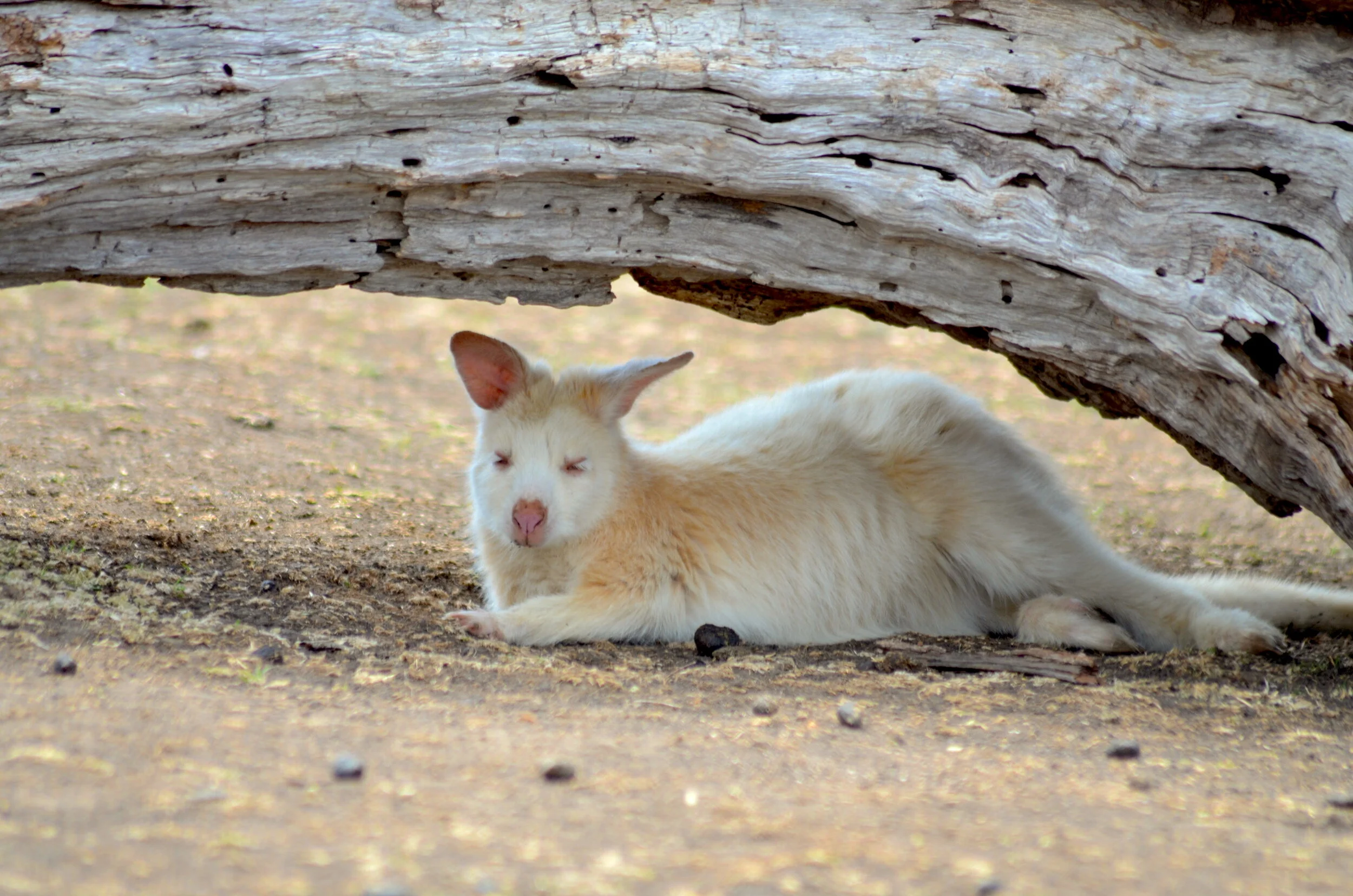 an albino kangaroo or wallaby 