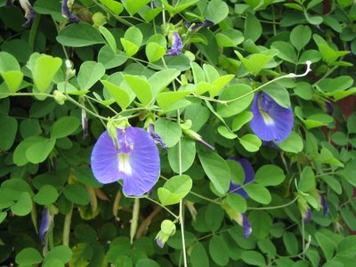 Blue Pea Flower Project