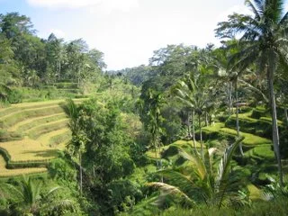 Avocado Shake @ Ubud, Bali