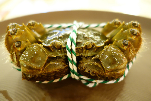 Crabby-Shanghai-Hairy-Crab.jpg