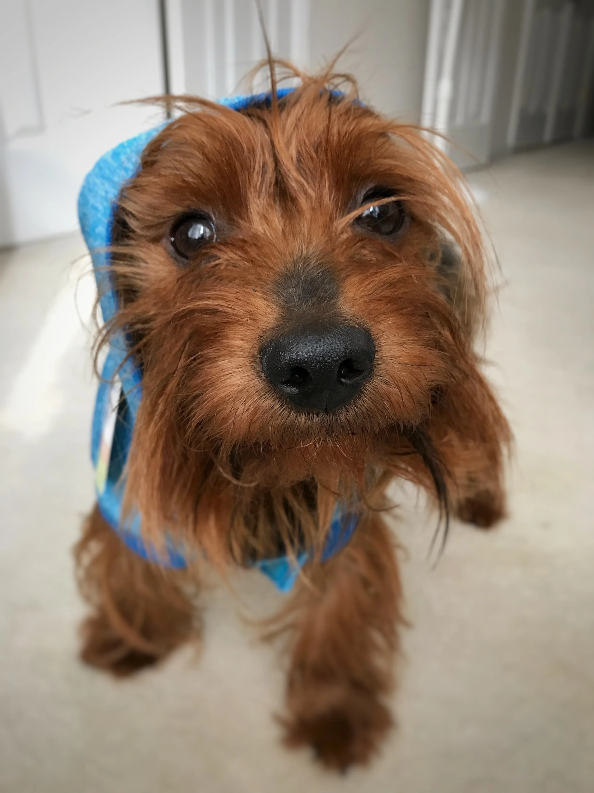 Adopting a Rescue Dog in the US