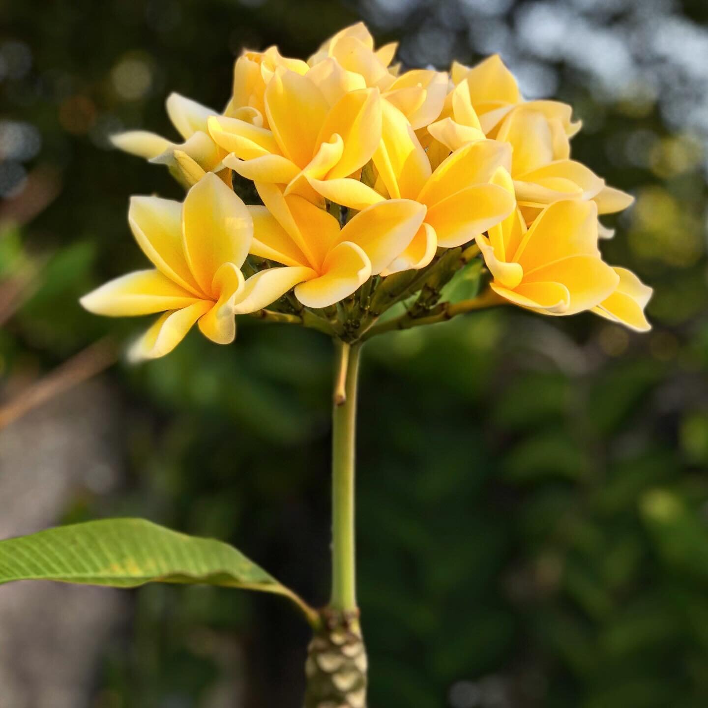 Bali abounds with tropical gardens at every turn. Villa Songket&rsquo;s own lush gardens are an essential part of creating the tropical living experience for our guests. This frangipani is catching the morning light in the Aqua Room&rsquo;s bathroom 