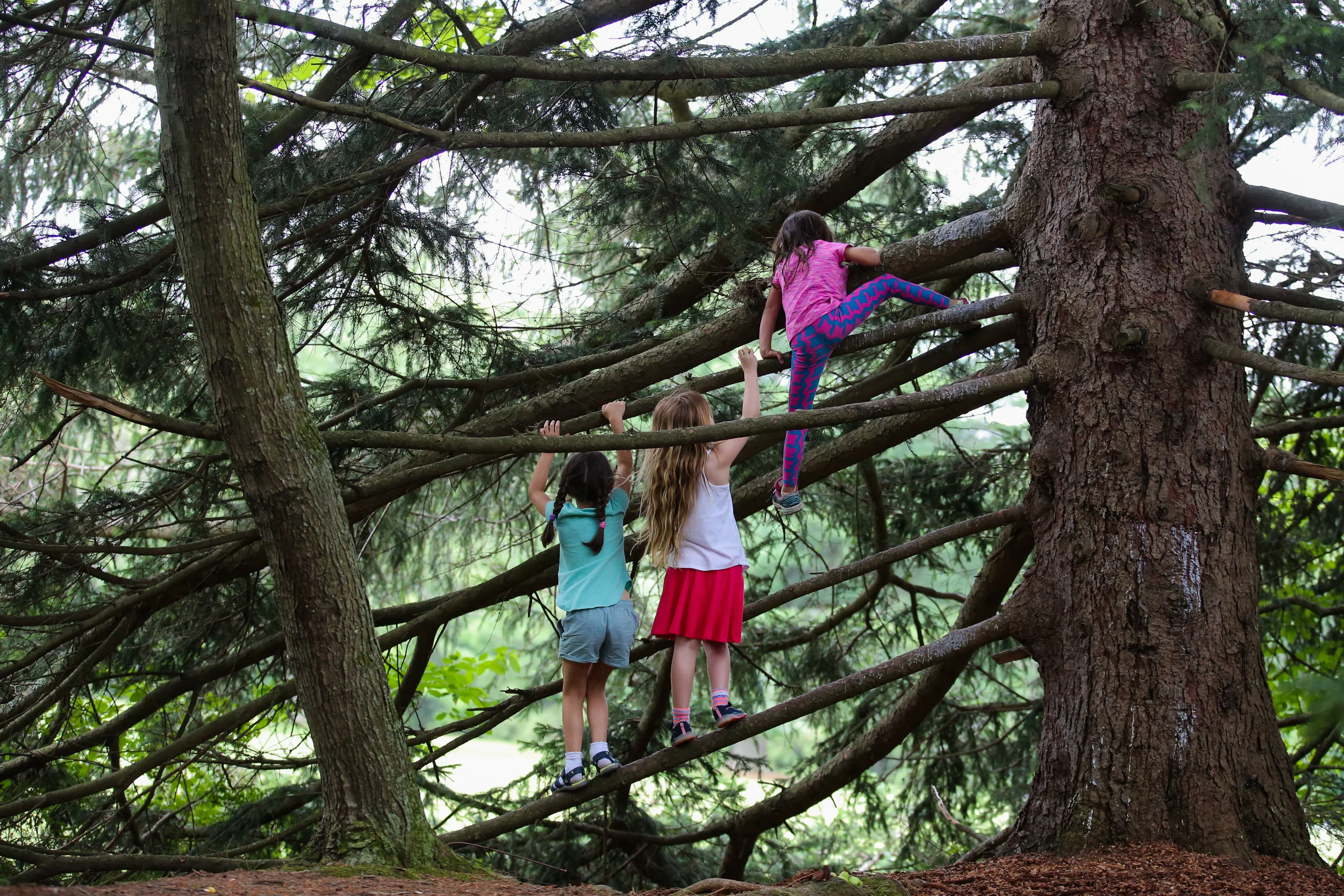 Three girls climb the limbs of a large coniferous tree
