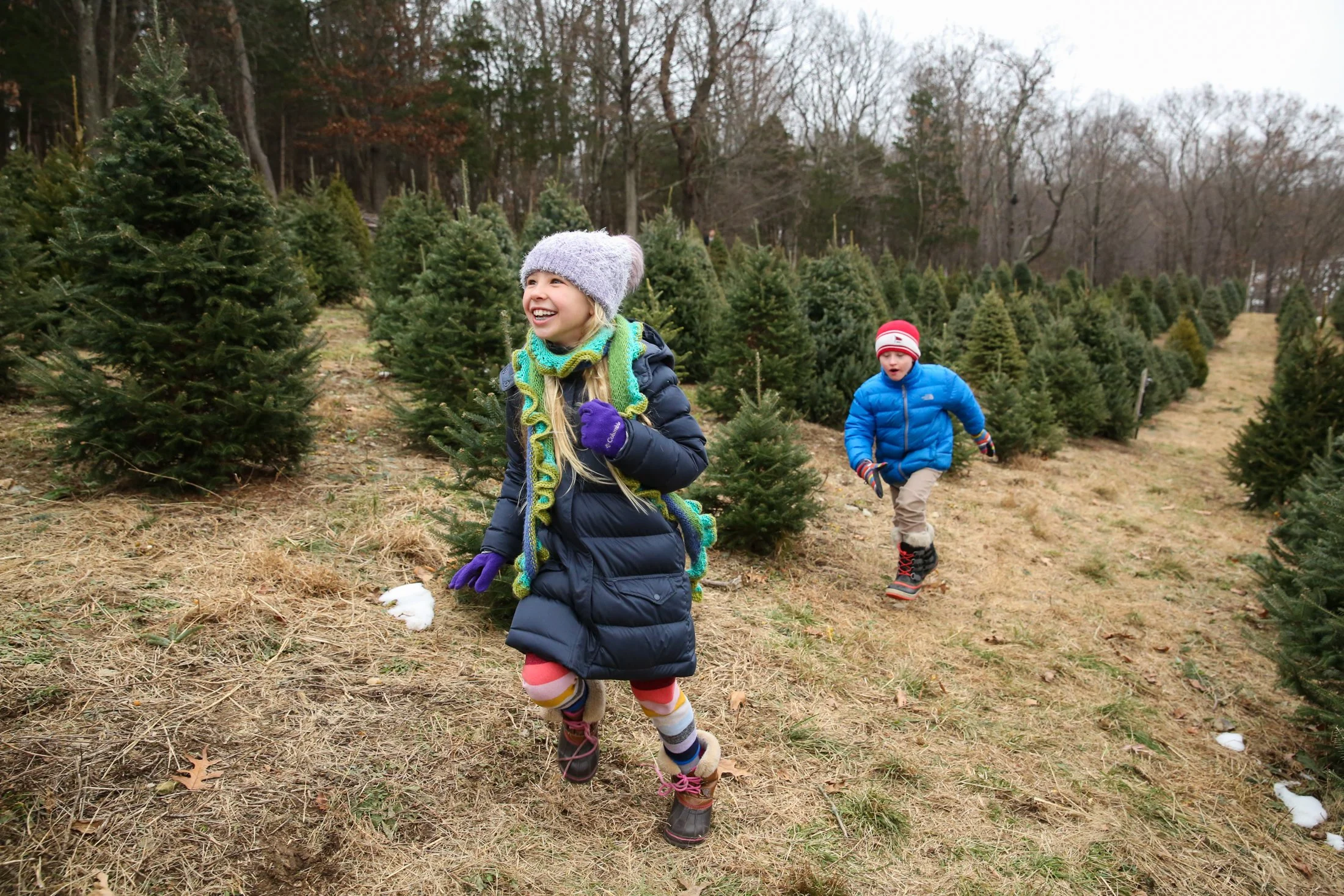 Tree_Cutting_Slideshow-6.jpg