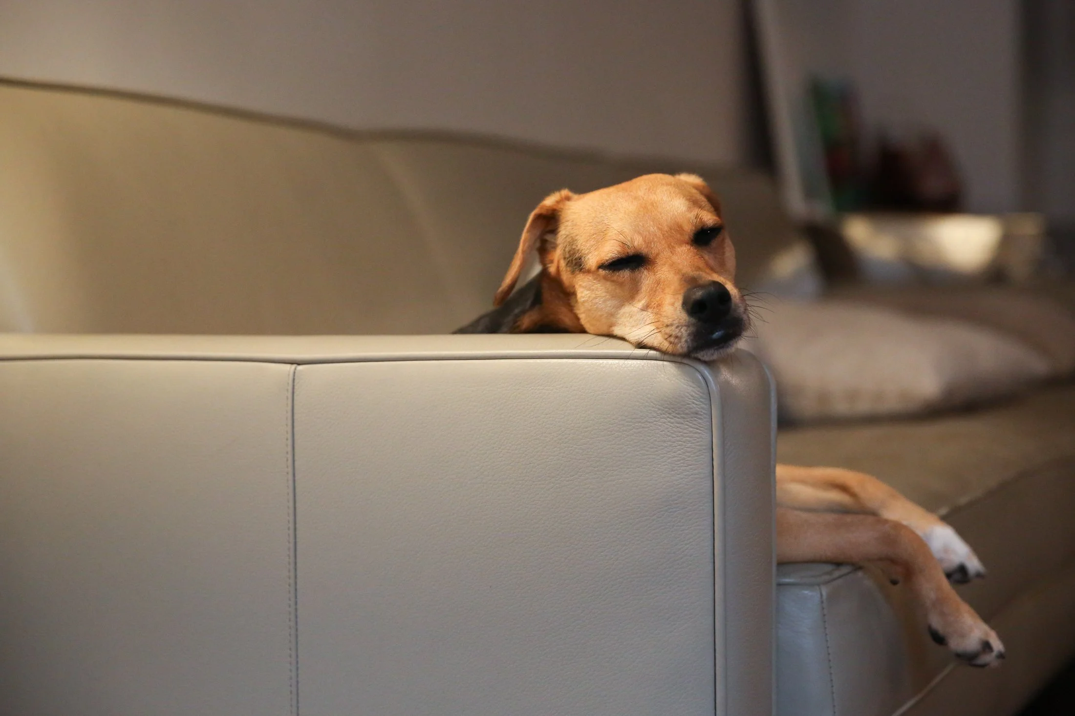 dog sits on couch and rests its head on arm rest with eyes closed