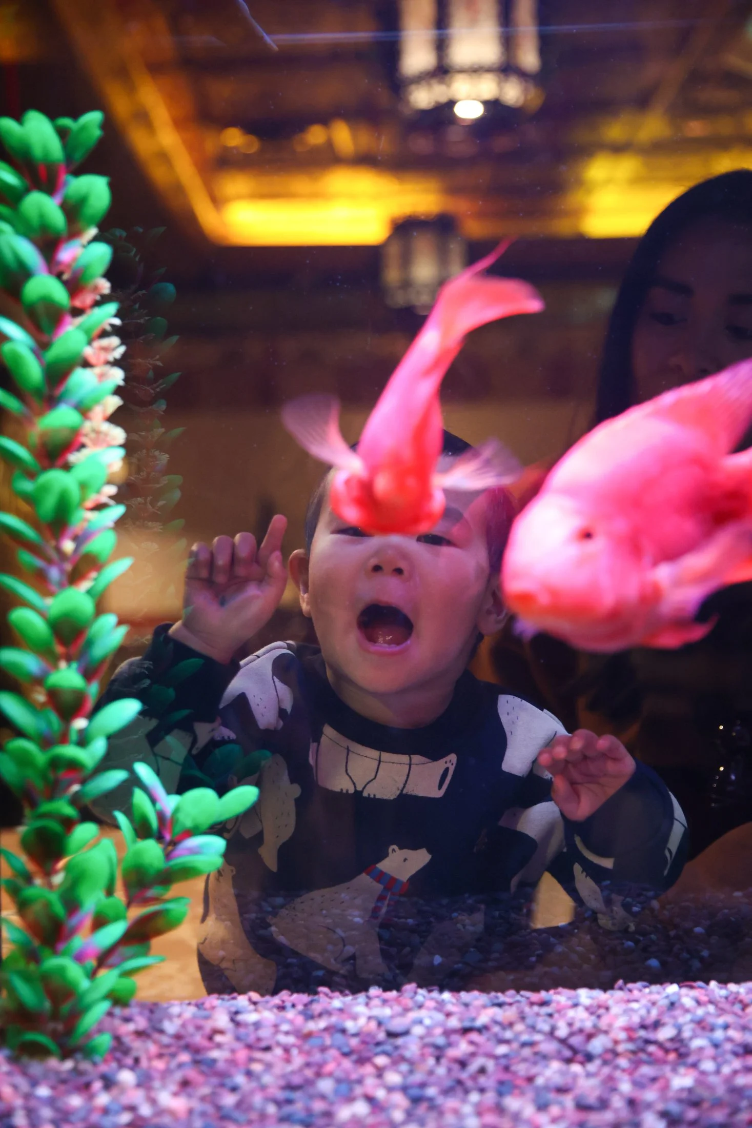 young boy looks through fish tank with excitement while pointing at 2 koi fish