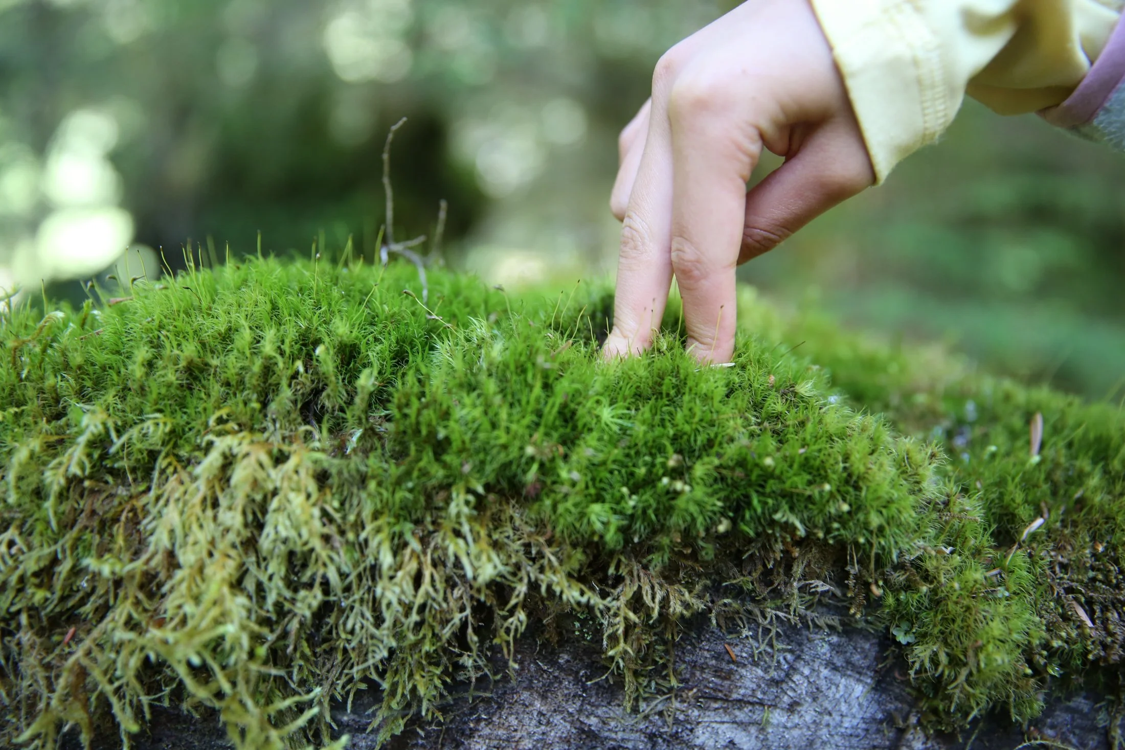 A child's and "walks" her fingers along a patch of green moss