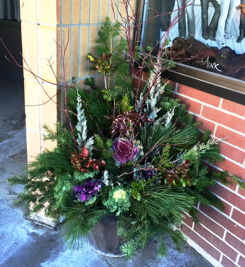 christmas plant angies greenhouse.jpg