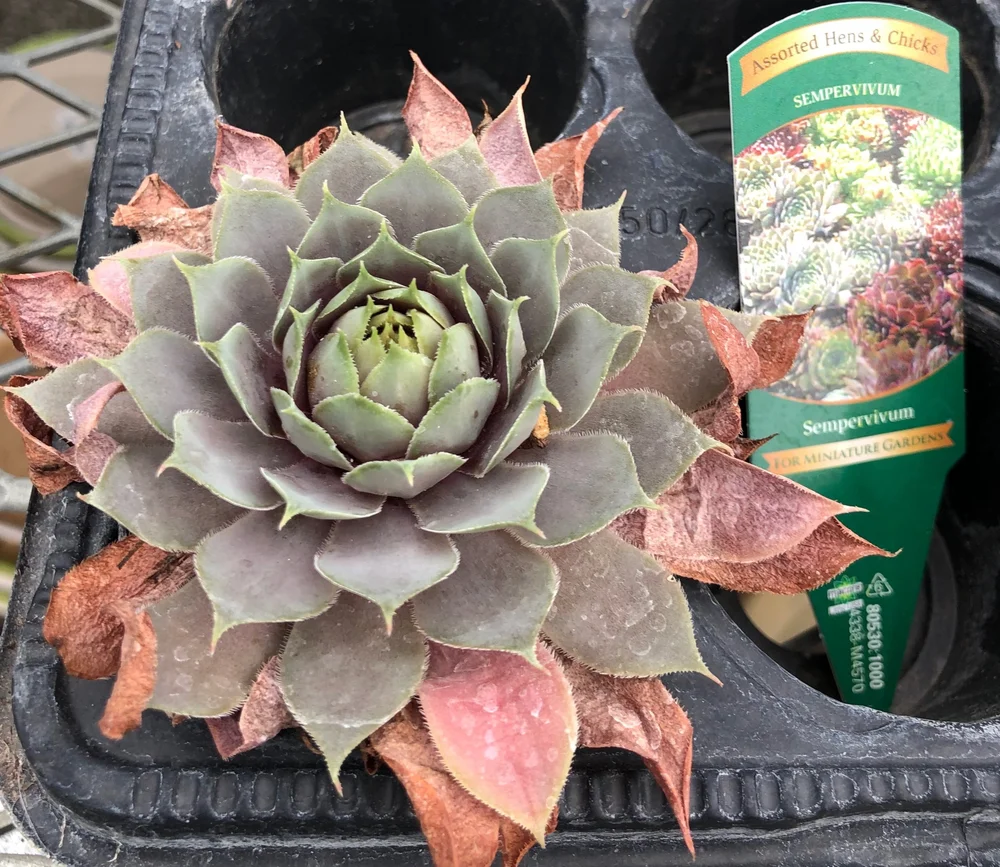 Succulent Subscription Box  Angie's Greenhouse