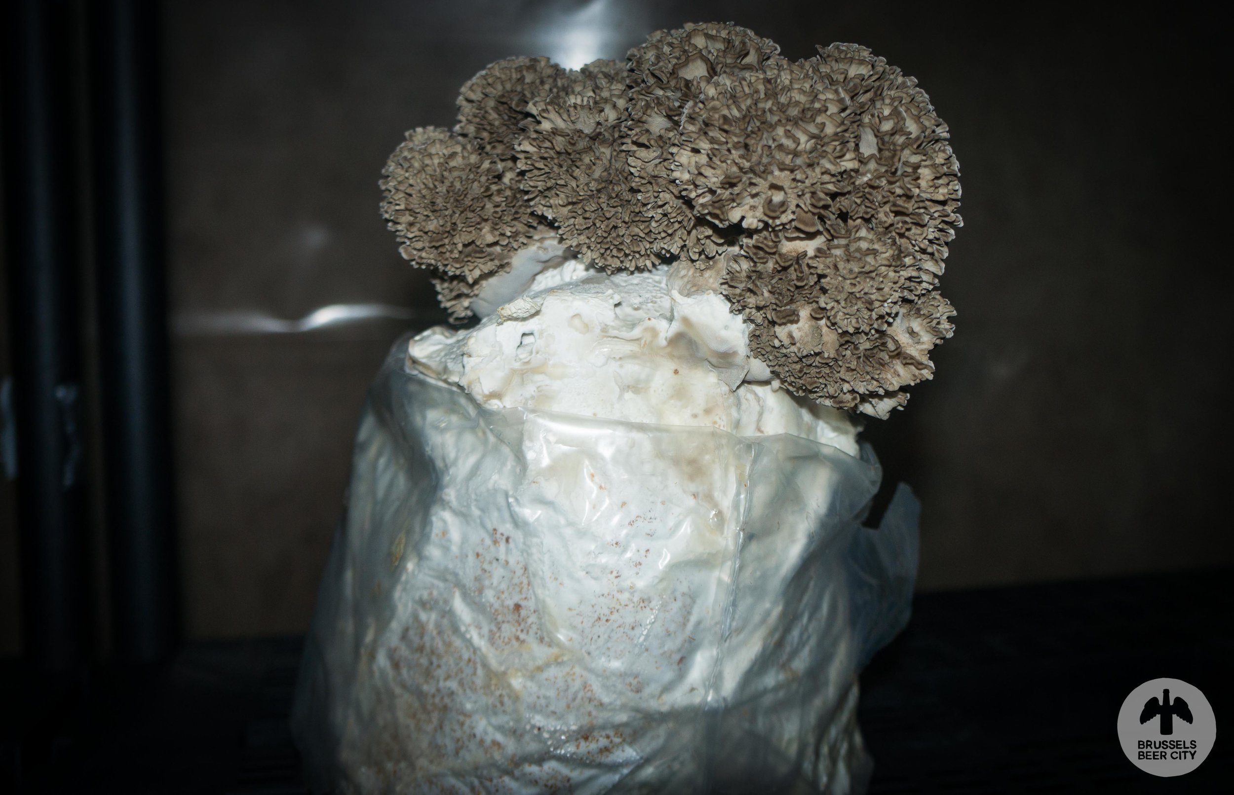 Champignons (4 of 18).jpg