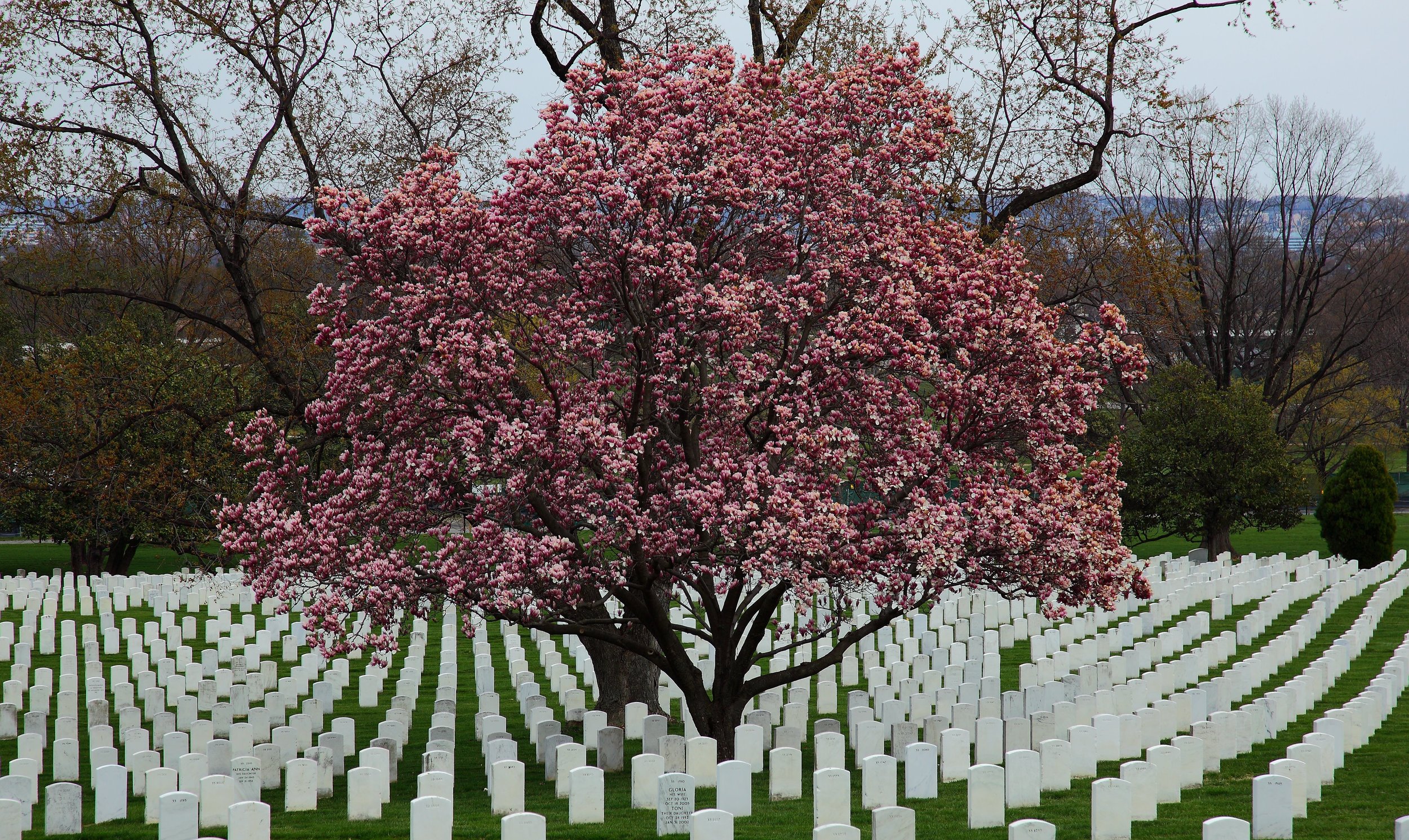 ARLINGONG NATIONAL CEMERTERY. VIRGINIA, USA.