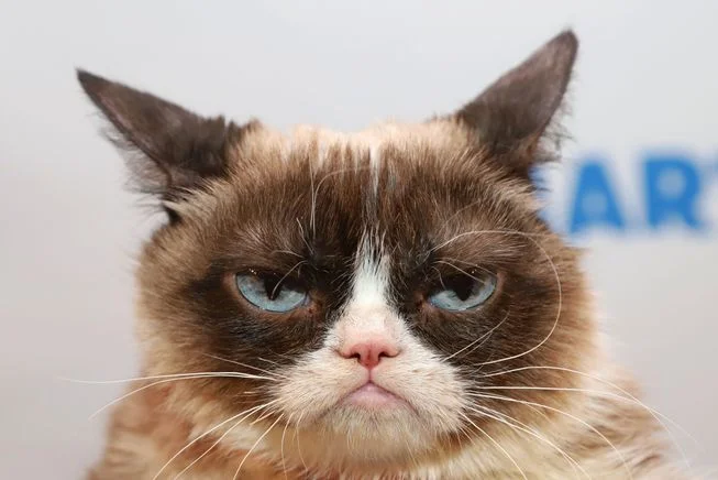 Photo courtesy the Mother Nature Network . To me, the ‘Grumpy Cat’ is the epitome of the internet. I seriously miss the times when there was a bit of anonymity online. Nowadays everyone is expected to be as vulnerable and as transparent as possible but there’s no buffer. Anyone can say anything to anyone without any repercussions mostly. The internet is kind of like the ‘Wild West’. There’s no accountability and we’re all so exposed. Even animals are fair game. And this particular animal had the internet feeling all kinds of ways! But at least it’s a cat. I believe the internet is at it’s best when it is closer to the absurd and further away from ‘reality’.