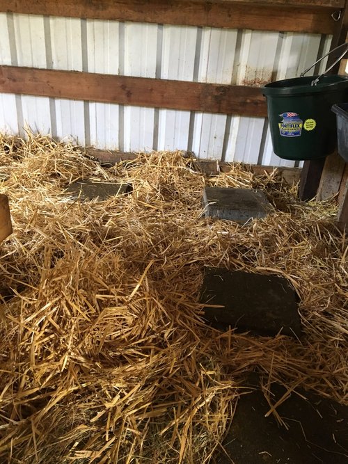 Goat Stall Layout Ellis Creek Farm