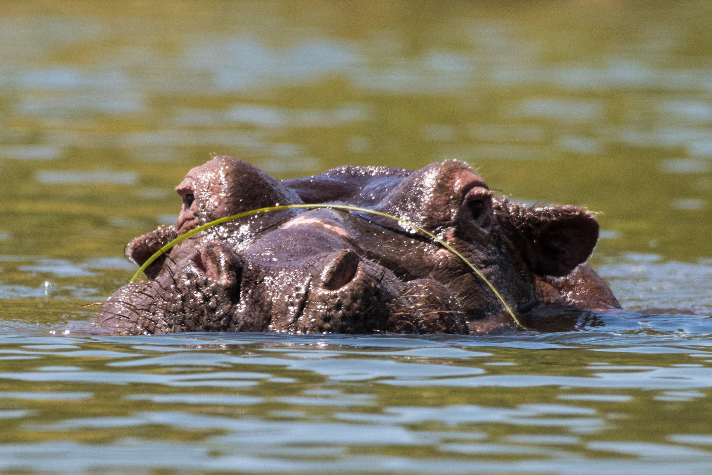 Hippo, Kenya