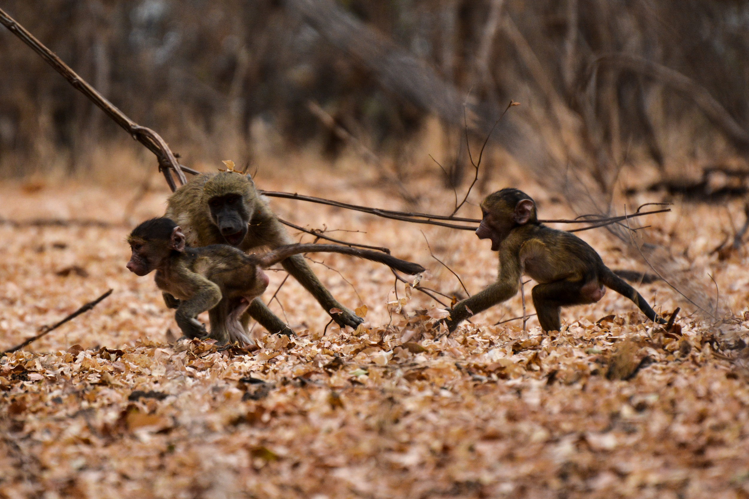 Baboons Playing, Victoria Falls, Zimbabwe