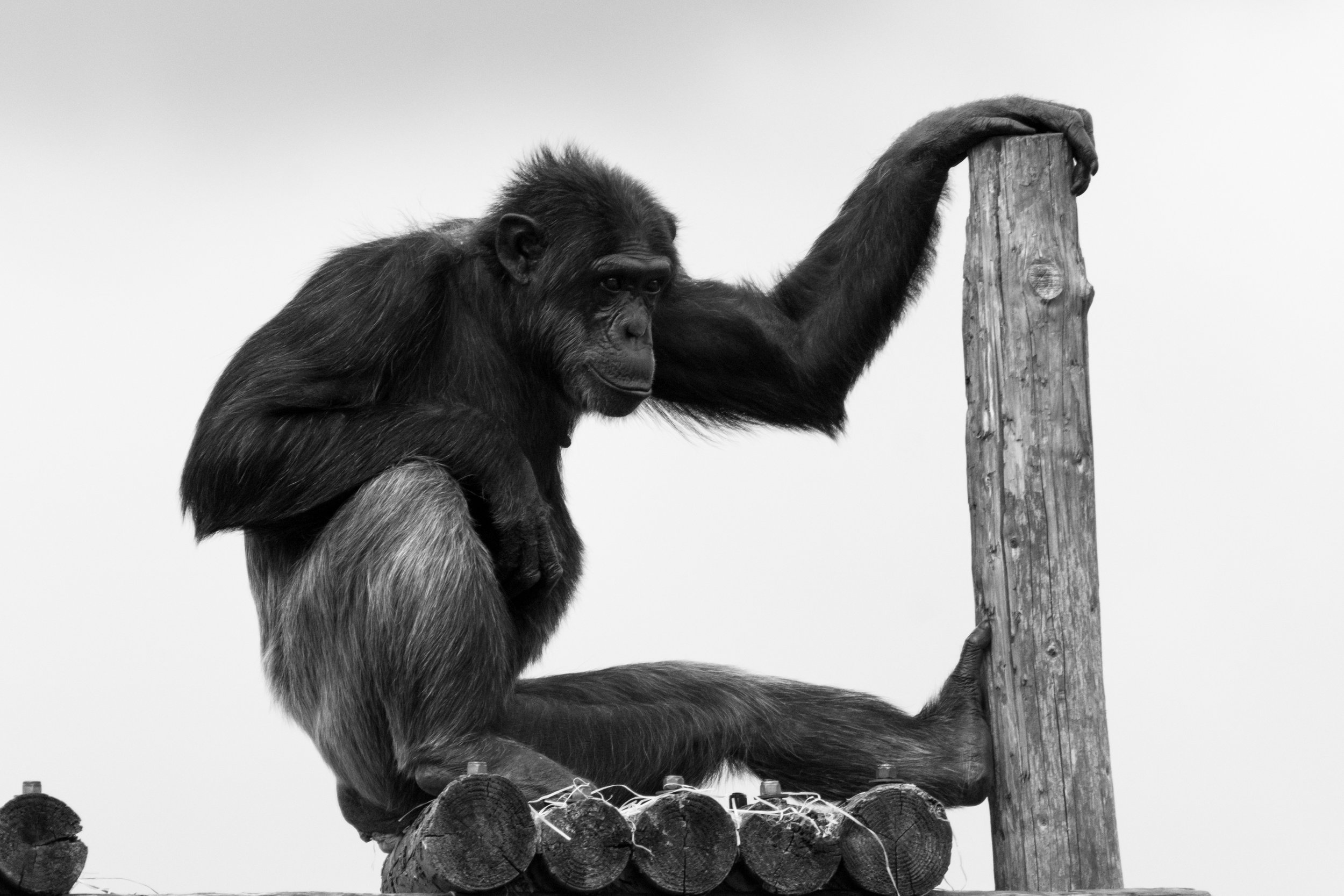 Chimp, Twycross Zoo