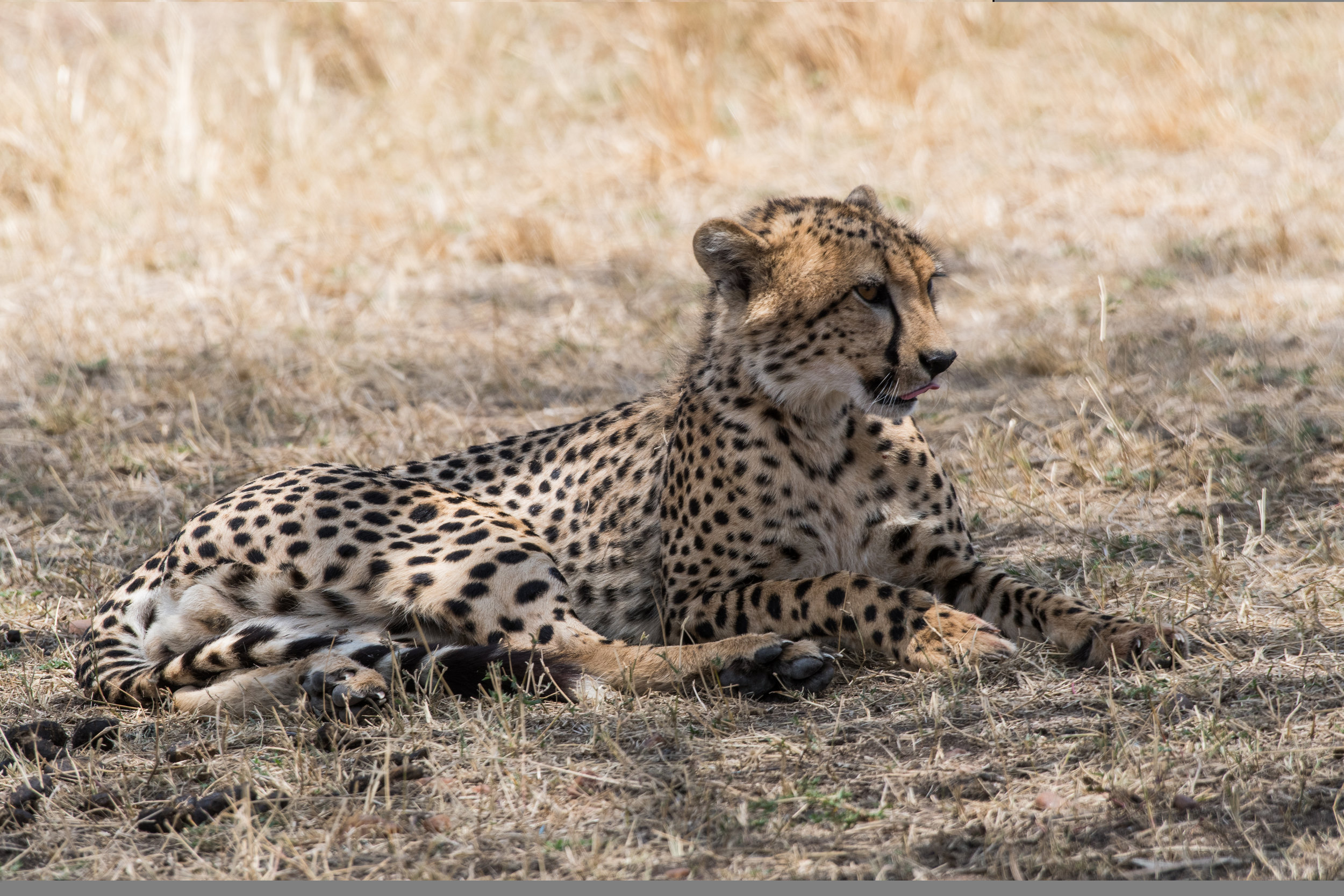 Cheetah, Massi Mara