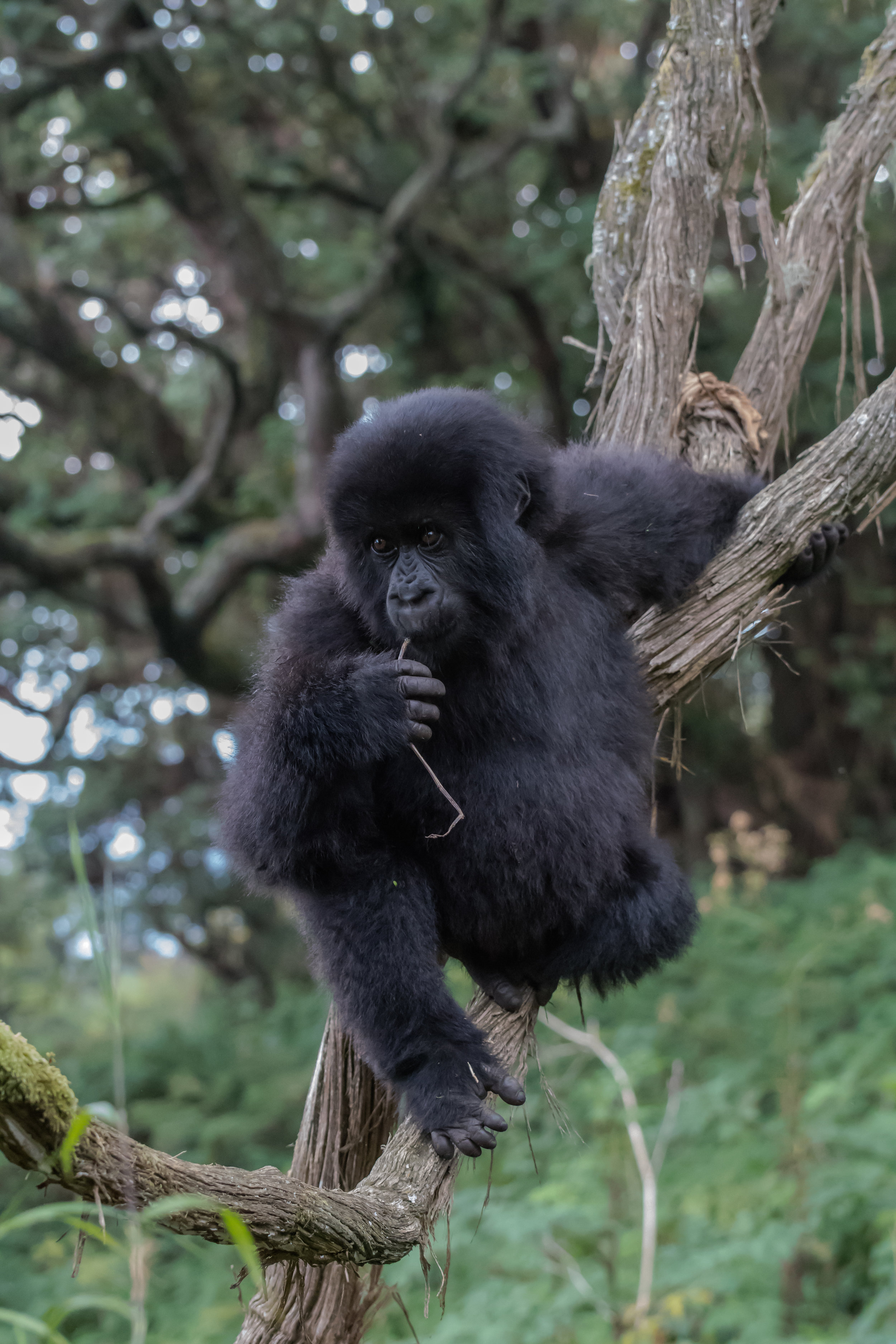 Young Mountain Gorilla, Rwanda